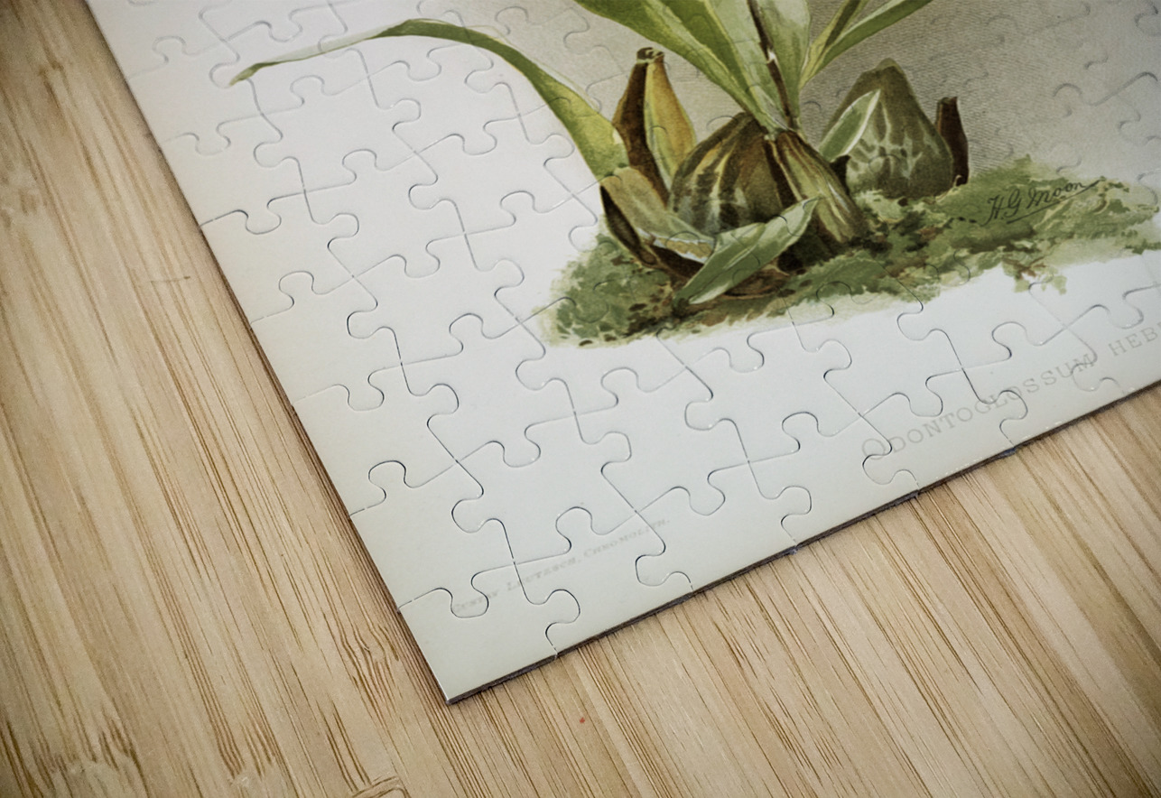 Odontoglossum hebraicum aspersum from Reichenbachia Orchids 1888-1894 illustrated by Frederick Sander 1847-1920.  IStockHistory com Puzzle