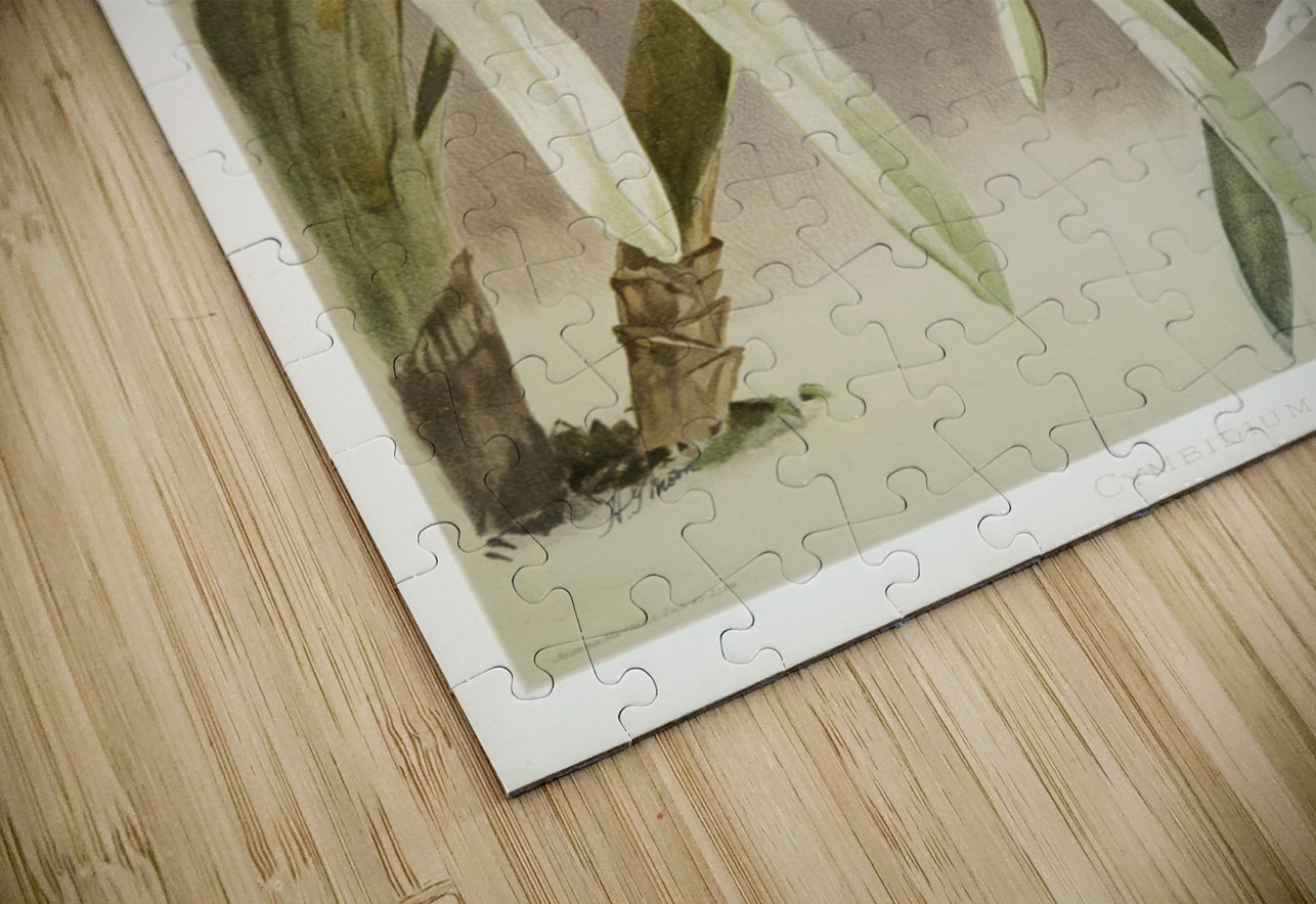 Cymbidium mastersi from Reichenbachia Orchids 1888-1894 illustrated by Frederick Sander 1847-1920.  IStockHistory com Puzzle