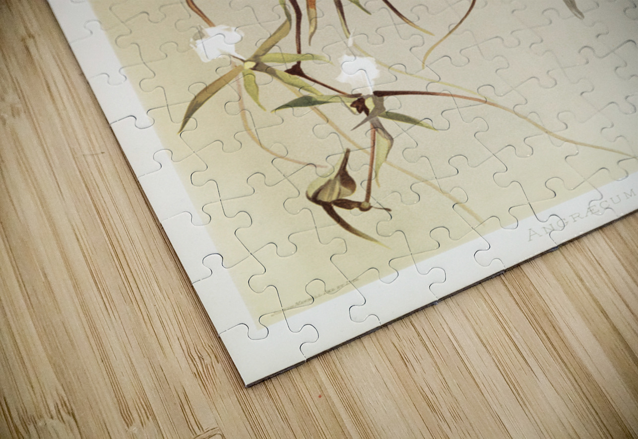 Angræcum caudatum from Reichenbachia Orchids 1888-1894 illustrated by Frederick Sander 1847-1920.  IStockHistory com Puzzle