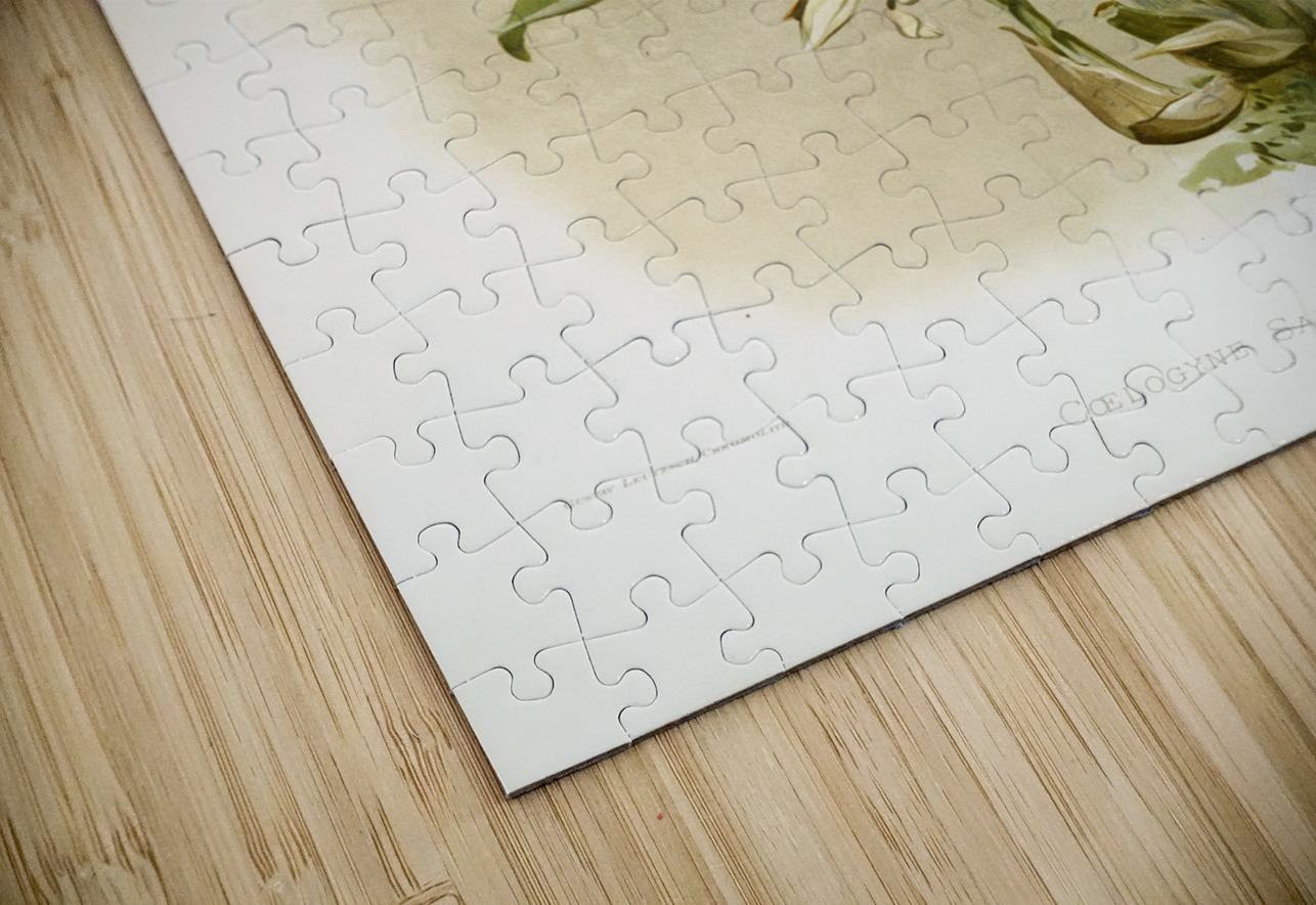 Coelogyne sanderæ from Reichenbachia Orchids 1888-1894 illustrated by Frederick Sander 1847-1920.  IStockHistory com Puzzle