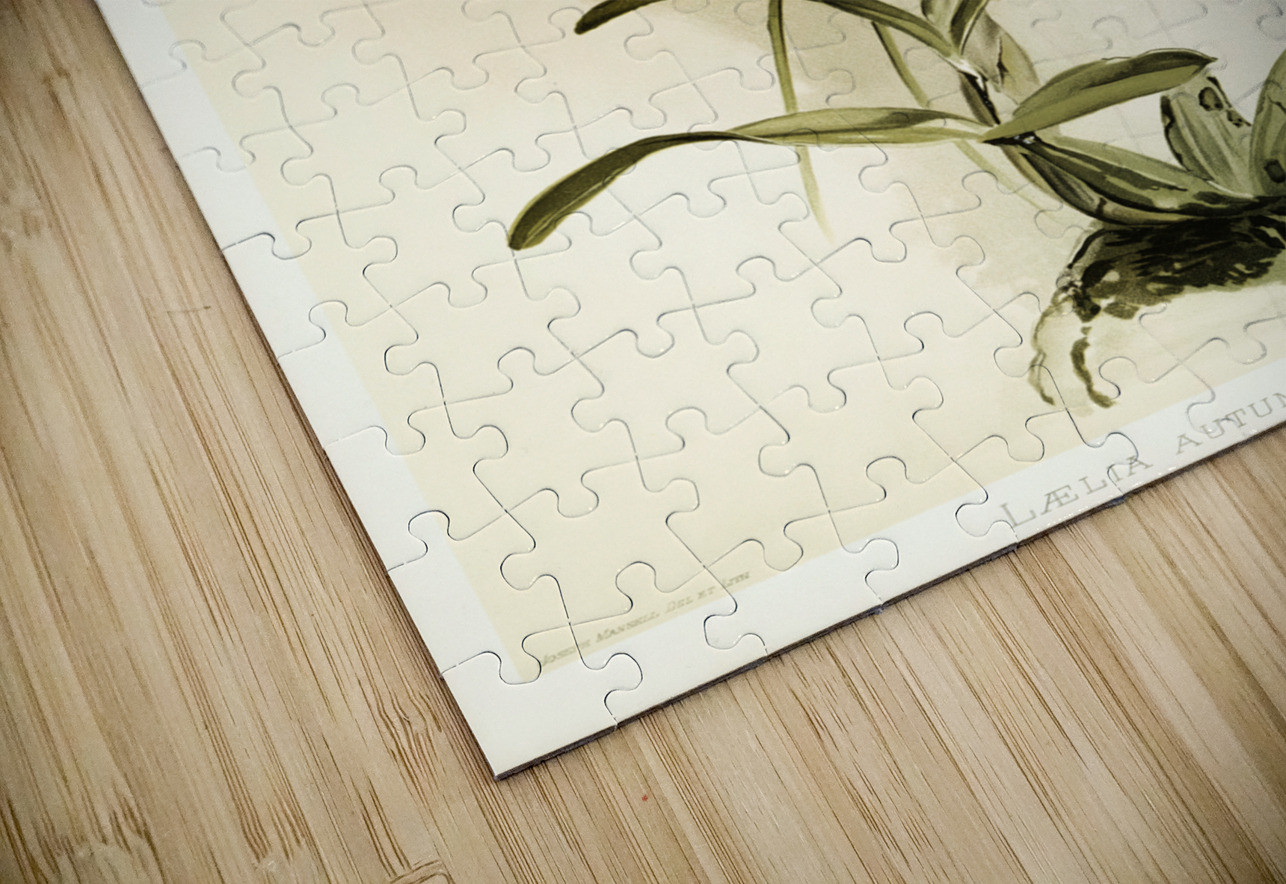 Lælia autumnalis alba from Reichenbachia Orchids 1888-1894 illustrated by Frederick Sander 1847-1920.  IStockHistory com Puzzle