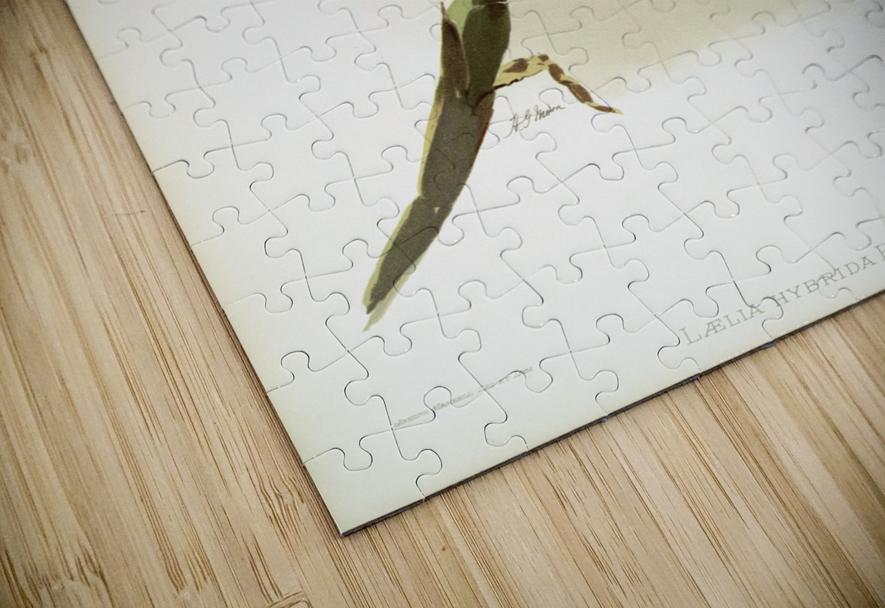 Lælia hybrida behrensiana from Reichenbachia Orchids 1888-1894 illustrated by Frederick Sander 1847-1920.  IStockHistory com Puzzle