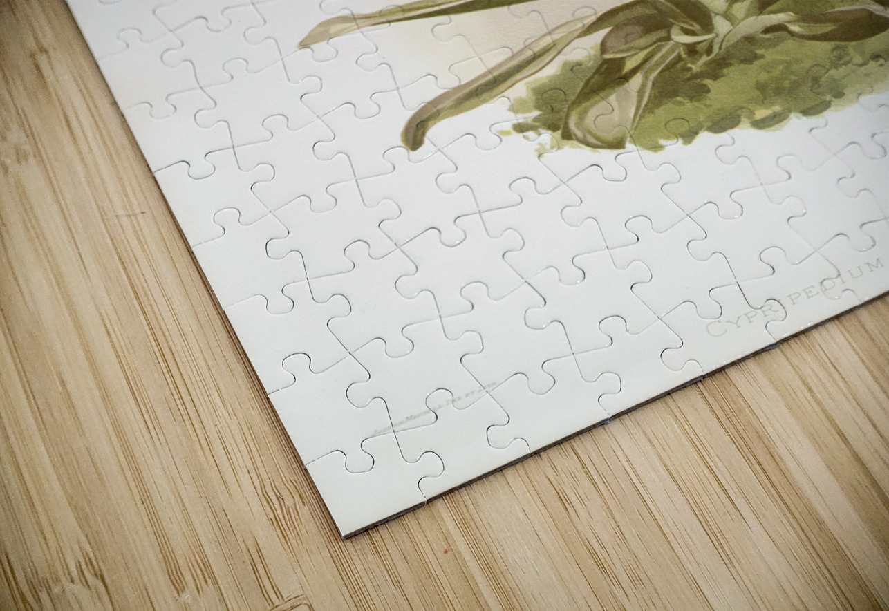 Cypripedium tautzianum from Reichenbachia Orchids 1888-1894 illustrated by Frederick Sander 1847-1920.  IStockHistory com Puzzle