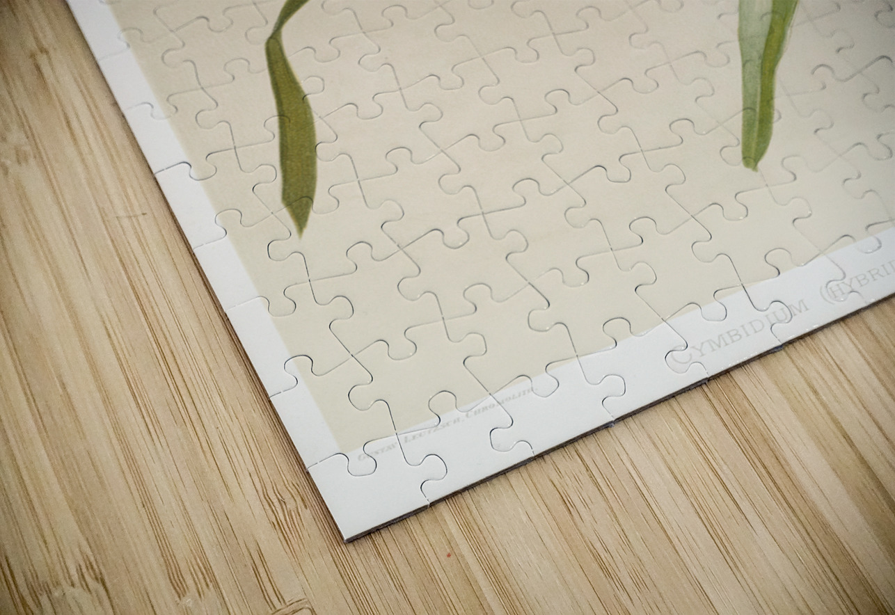 Cymbidium hybridum winnianum from Reichenbachia Orchids 1888-1894 illustrated by Frederick Sander 1847-1920.  IStockHistory com Puzzle