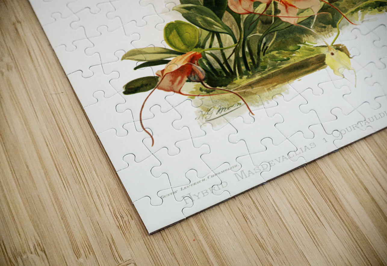 Hybrid masdevallias courtauldiana geleniana and measuresiana from Reichenbachia Orchids 1888-1894 illustrated by Frederick Sander 1847-1920.  IStockHistory com Puzzle