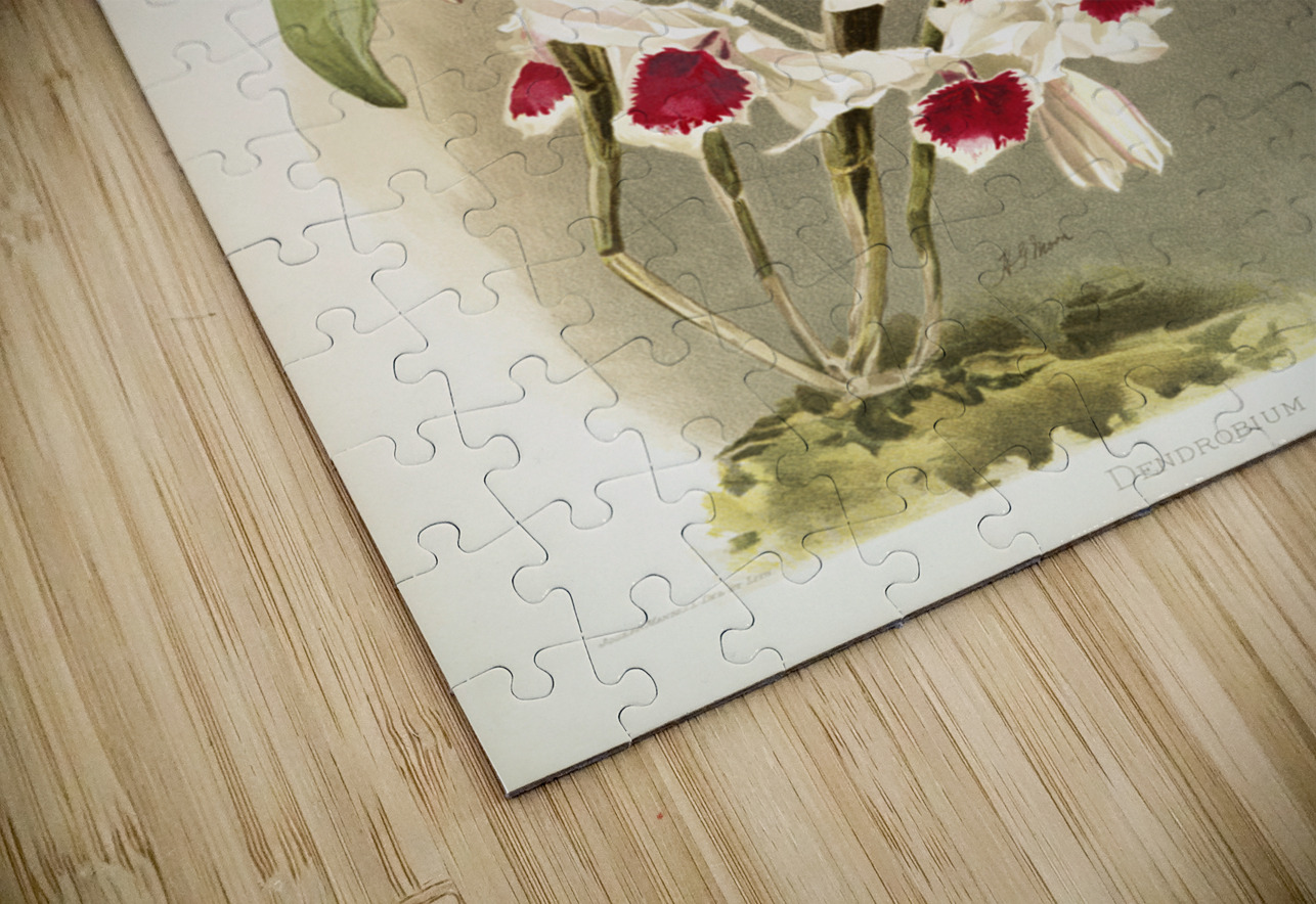 Dendrobium leechianum from Reichenbachia Orchids 1888-1894 illustrated by Frederick Sander 1847-1920.  IStockHistory com Puzzle