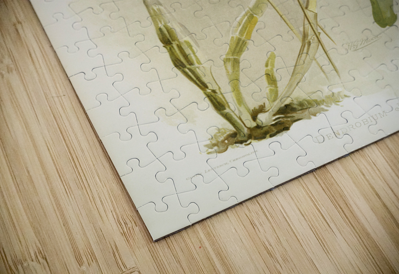 Dendrobium Johnsoniæ from Reichenbachia Orchids 1888-1894 illustrated by Frederick Sander 1847-1920.  IStockHistory com Puzzle