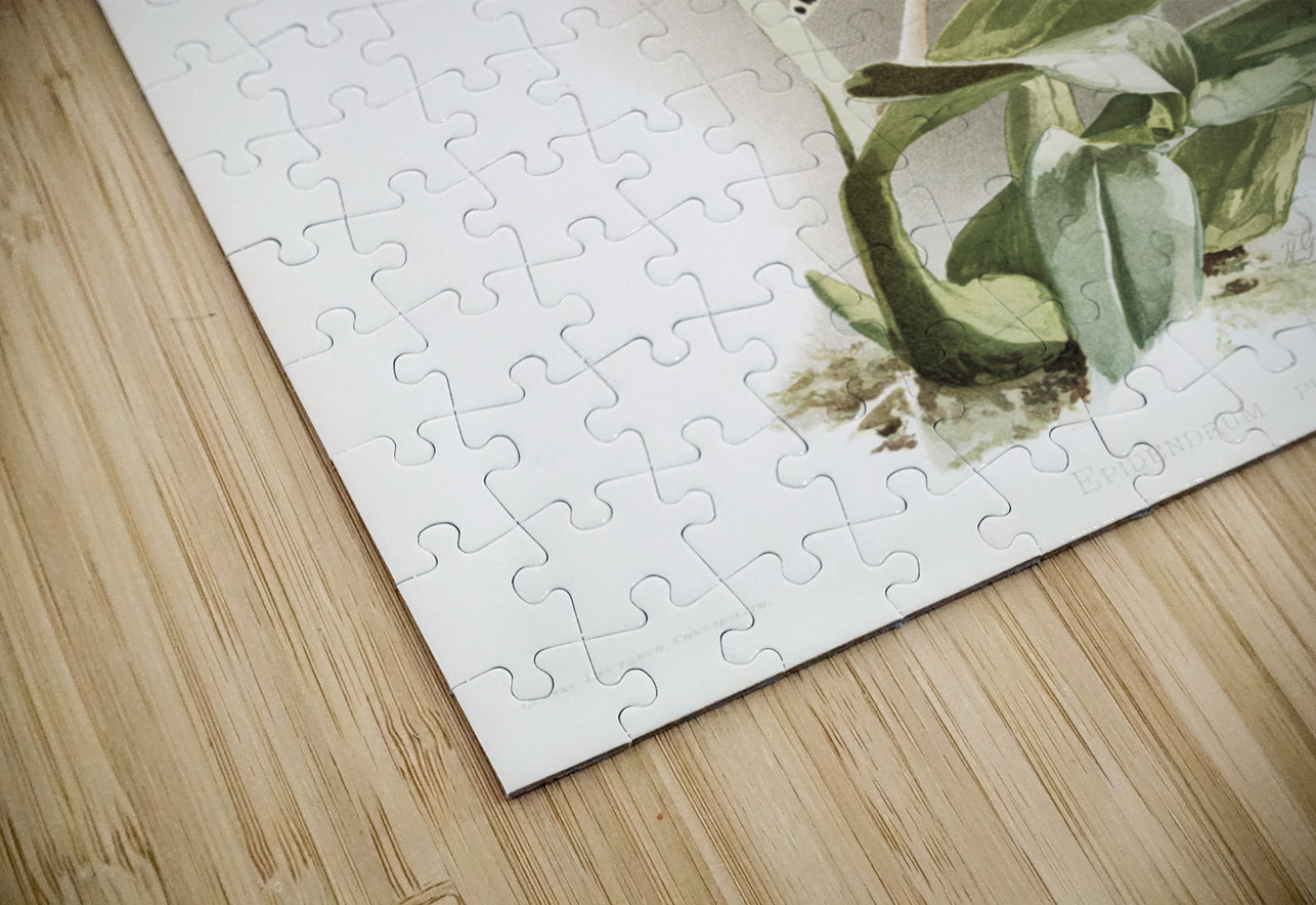 Epidendrum prismatocarpum from Reichenbachia Orchids 1888-1894 illustrated by Frederick Sander 1847-1920.  IStockHistory com Puzzle