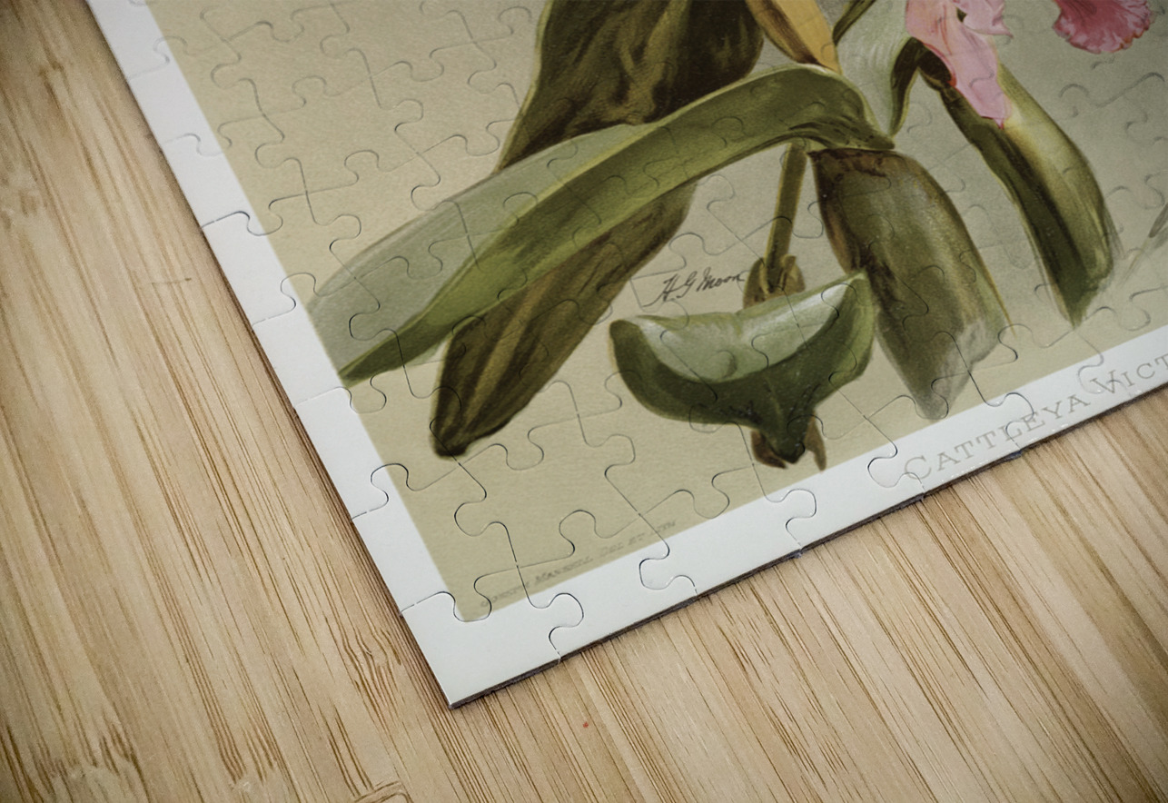 Cattleya victoria regina from Reichenbachia Orchids 1888-1894 illustrated by Frederick Sander 1847-1920.  IStockHistory com Puzzle