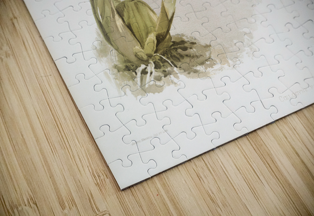 Coelogyne pandurata from Reichenbachia Orchids 1888-1894 illustrated by Frederick Sander 1847-1920.  IStockHistory com Puzzle