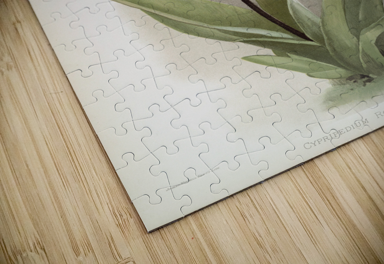 Cypripedium rothschildianum from Reichenbachia Orchids 1888-1894 illustrated by Frederick Sander 1847-1920.  IStockHistory com Puzzle