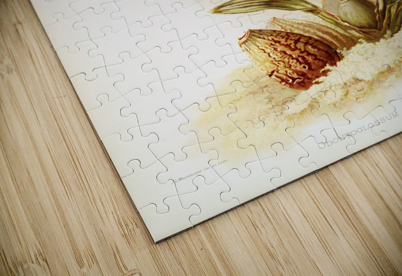 Odontoglossum triumphans from Reichenbachia Orchids 1888-1894 illustrated by Frederick Sander 1847-1920.  IStockHistory com Puzzle