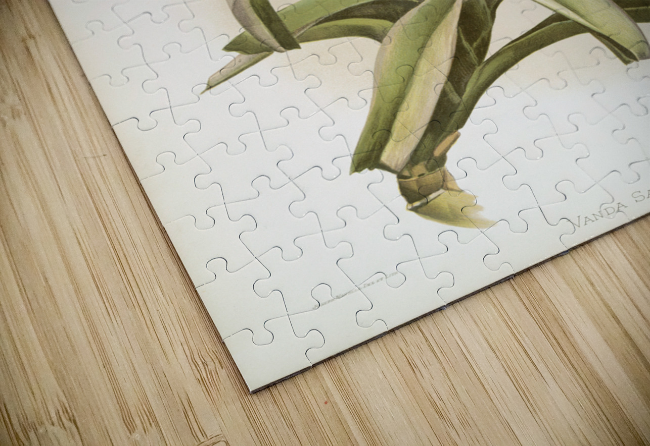 Vanda sanderiana from Reichenbachia Orchids 1888-1894 illustrated by Frederick Sander 1847-1920.  IStockHistory com Puzzle