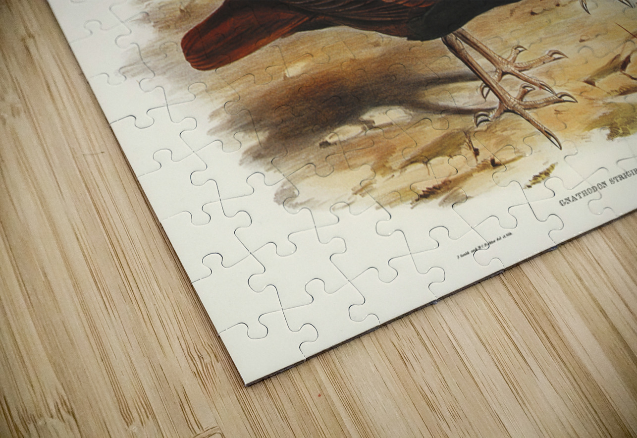 Gnathodon Gnathodon strigirostris illustrated by Elizabeth Gould 1804–1841 for John Gould’s 1804-1881 Birds of Australia  IStockHistory com Puzzle