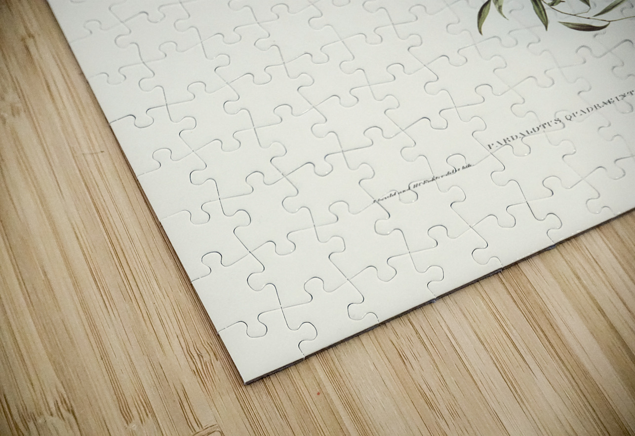 Forty-spotted Pardalote Pardalotus quadragintus illustrated by Elizabeth Gould 1804–1841 for John Gould’s 1804-1881 Birds of Australia  IStockHistory com Puzzle