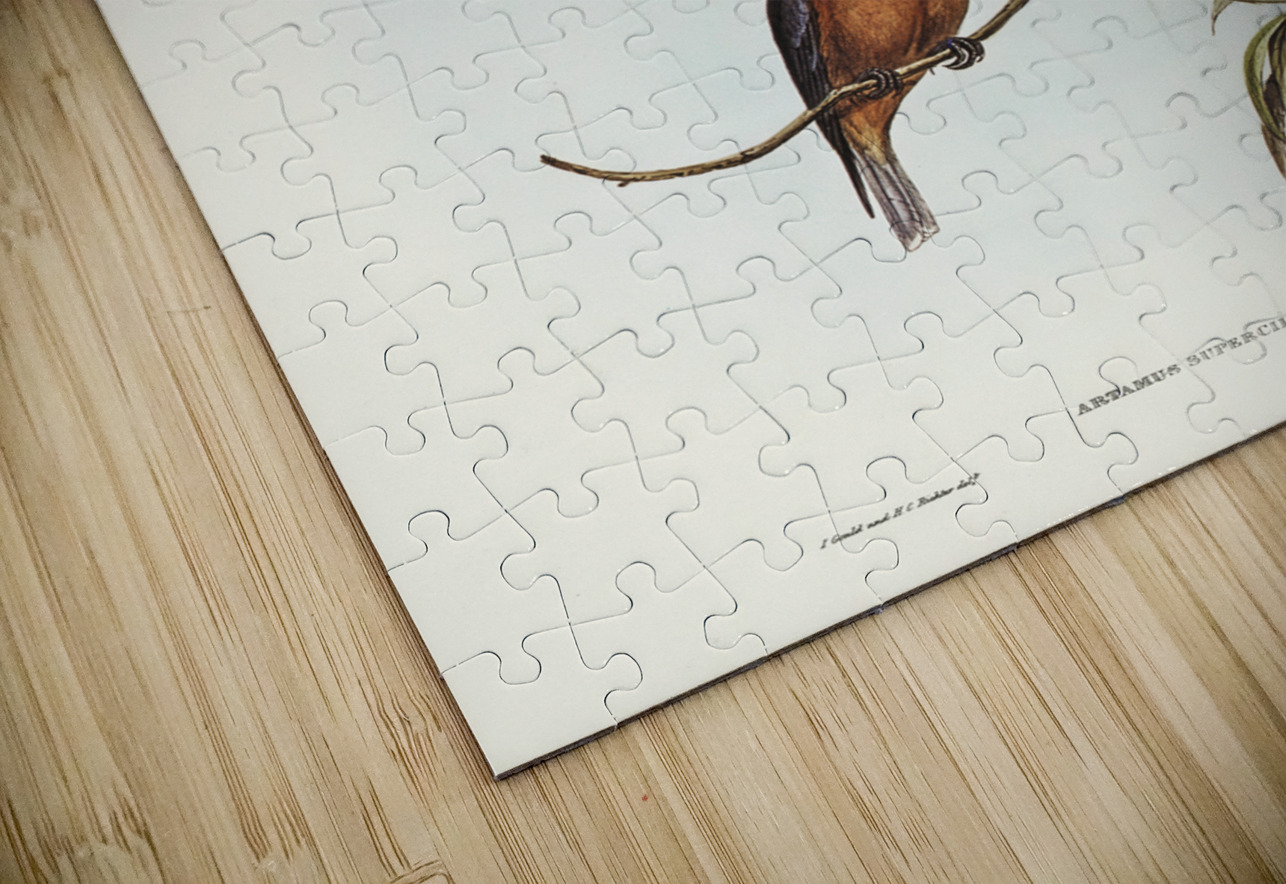 White-eyebrowed Wood Swallow Artamus supercilious illustrated by Elizabeth Gould 1804–1841 for John Gould’s 1804-1881 Birds of Australia  IStockHistory com Puzzle