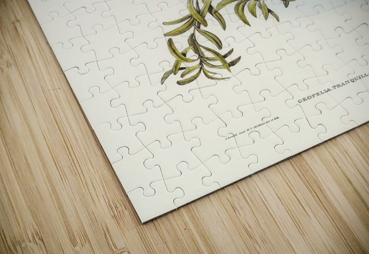 Peaceful Ground Dove Geopelia tranquilla illustrated by Elizabeth Gould 1804–1841 for John Gould’s 1804-1881 Birds of Australia  IStockHistory com Puzzle