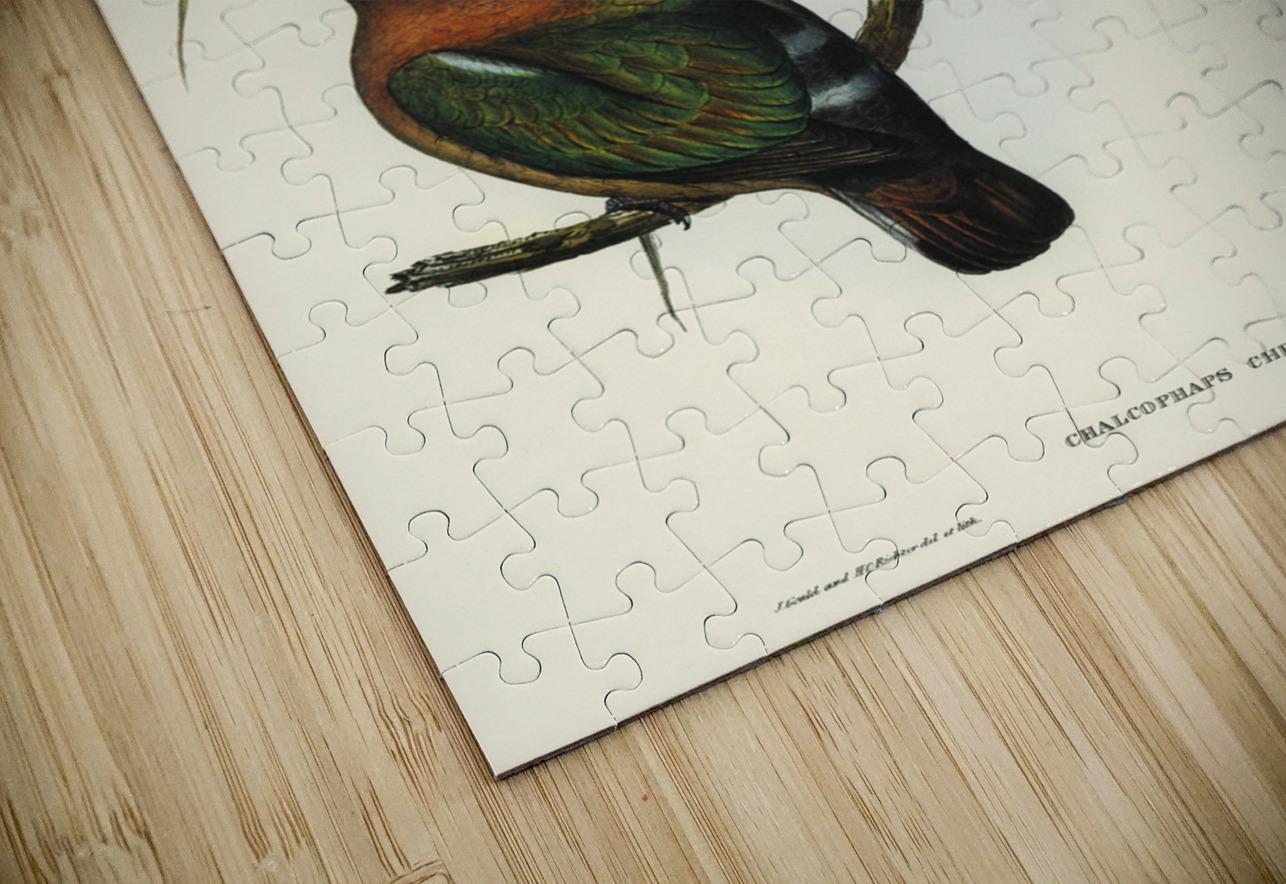 Swainson’s Graucalus Graucalus Swainsonii illustrated by Elizabeth Gould 1804–1841 for John Gould’s 1804-1881 Birds of Australia  IStockHistory com Puzzle