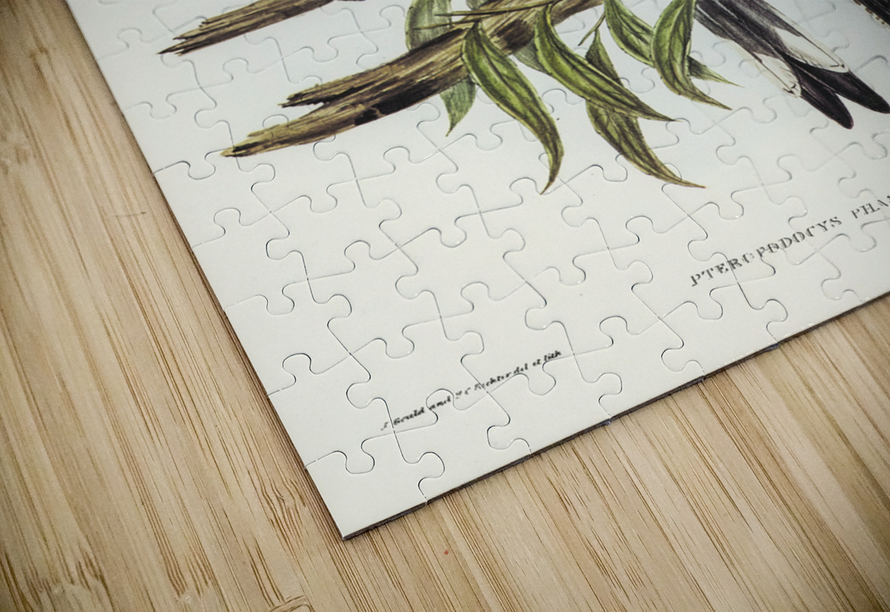 Ground Graucalus Pteropodocys Phasianella illustrated by Elizabeth Gould 1804–1841 for John Gould’s 1804-1881 Birds of Australia  IStockHistory com Puzzle