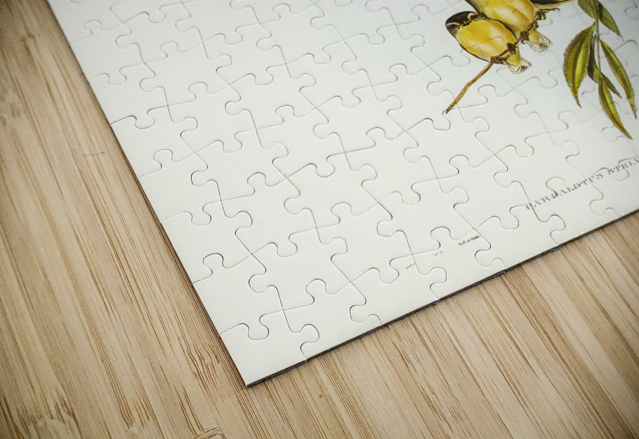 Striated Pardalote Pardalotus striatus illustrated by Elizabeth Gould 1804–1841 for John Gould’s 1804-1881 Birds of Australia  IStockHistory com Puzzle