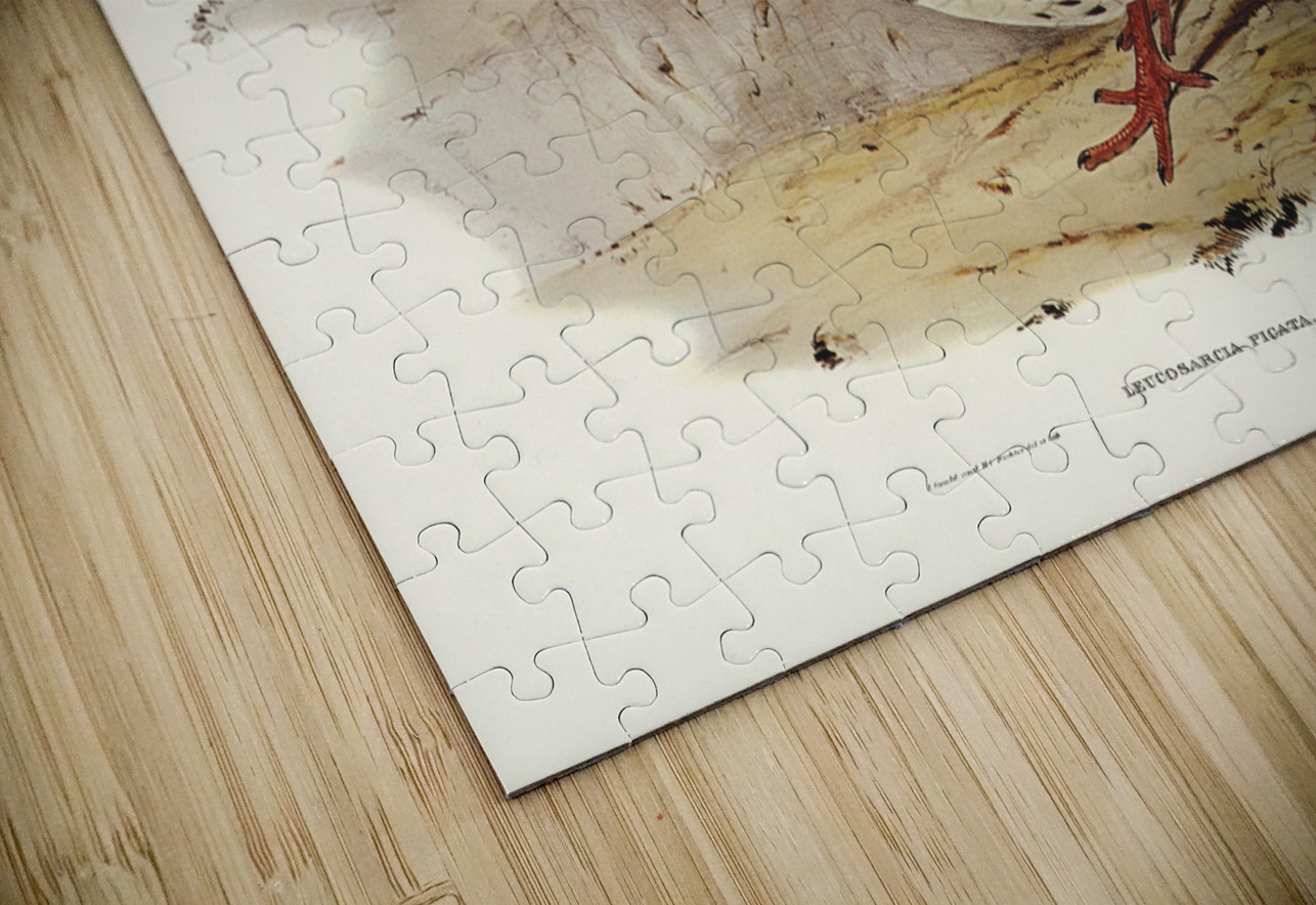 Wonga-wonga Pigeon Leucosarcia picata illustrated by Elizabeth Gould 1804–1841 for John Gould’s 1804-1881 Birds of Australia  IStockHistory com Puzzle