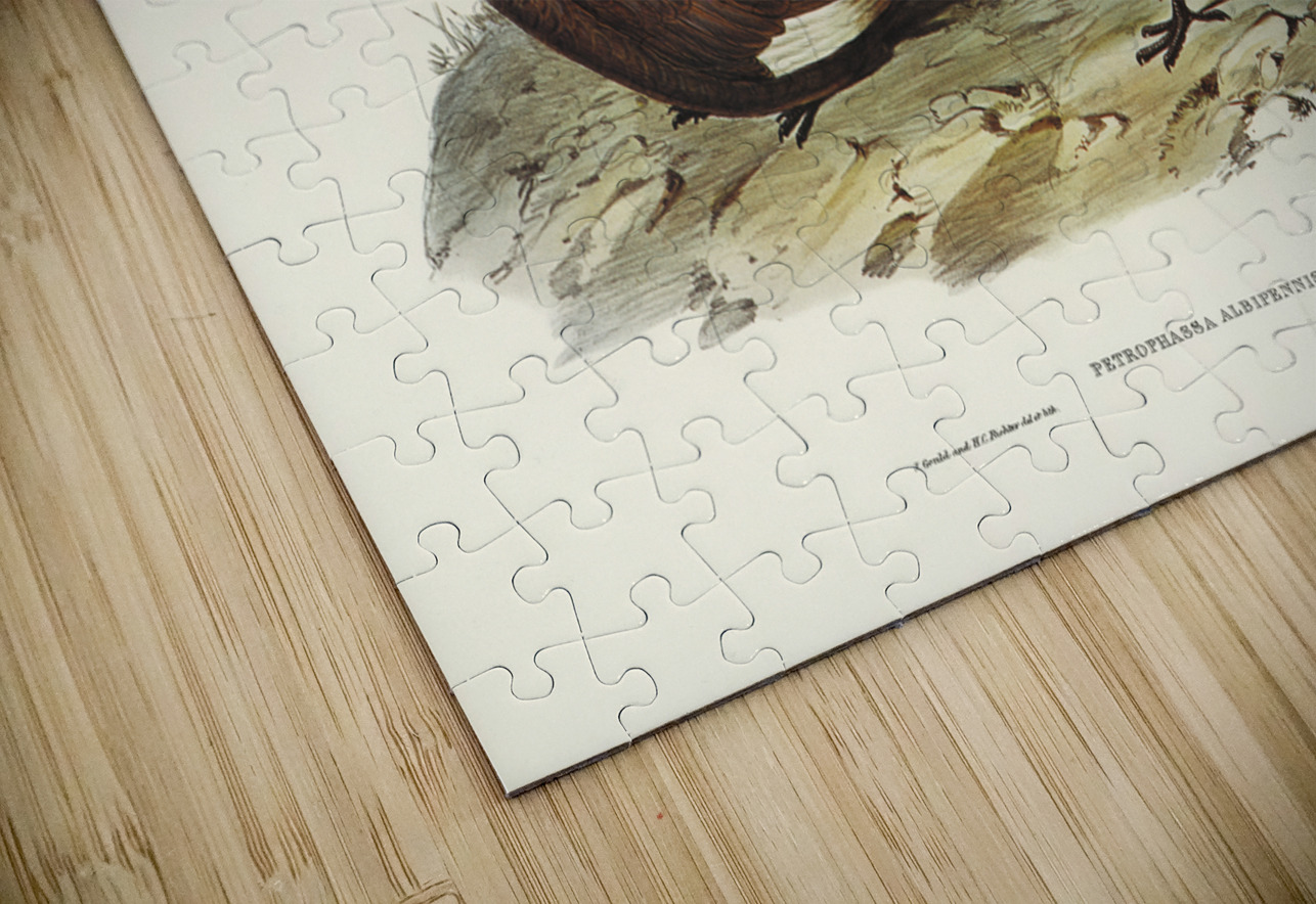 White-quilled Rock Dove Petrophassa albipennis illustrated by Elizabeth Gould 1804–1841 for John Gould’s 1804-1881 Birds of Australia  IStockHistory com Puzzle