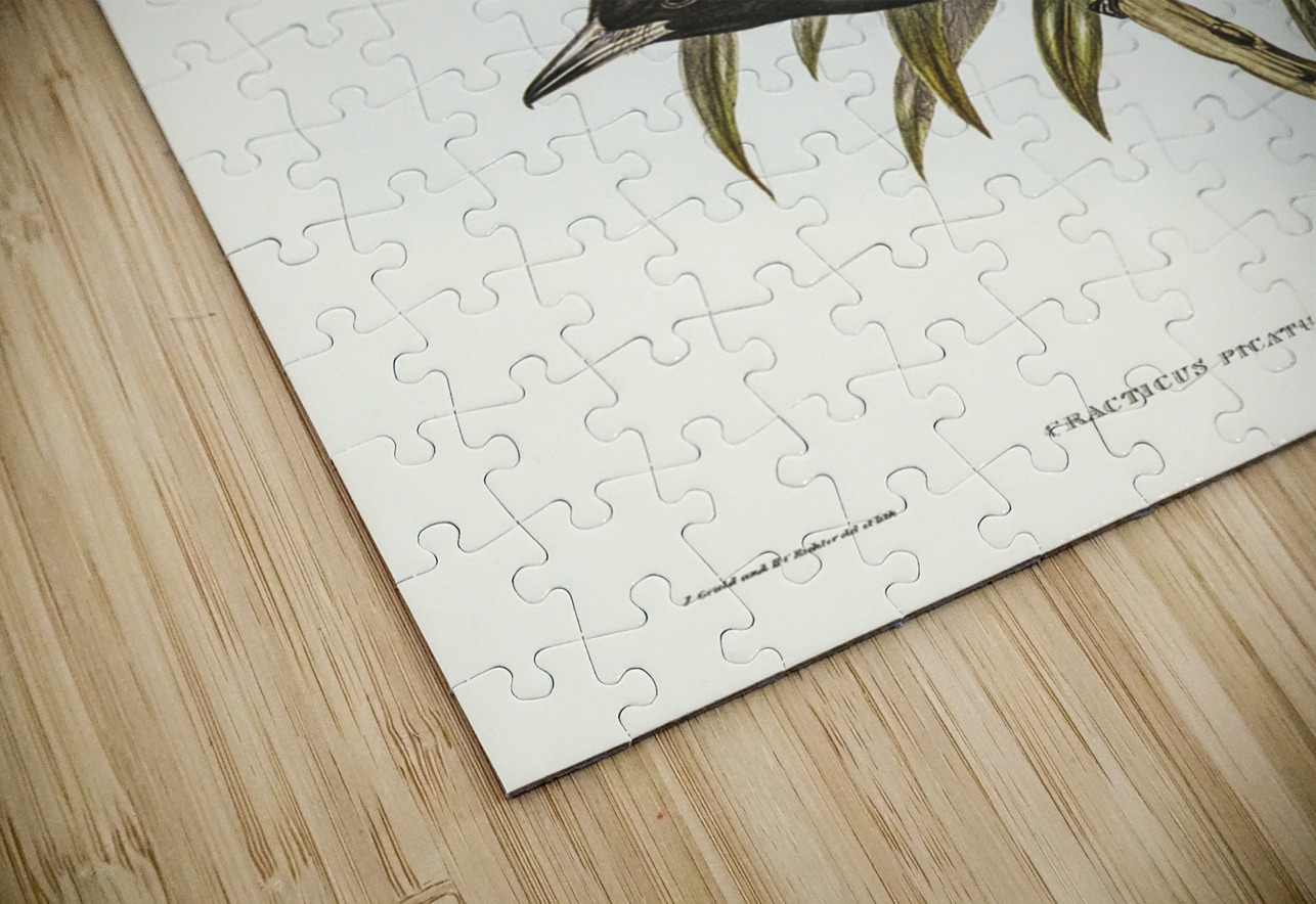 Pied Crow-Shrike Cracticus picatus illustrated by Elizabeth Gould 1804–1841 for John Gould’s 1804-1881 Birds of Australia  IStockHistory com Puzzle