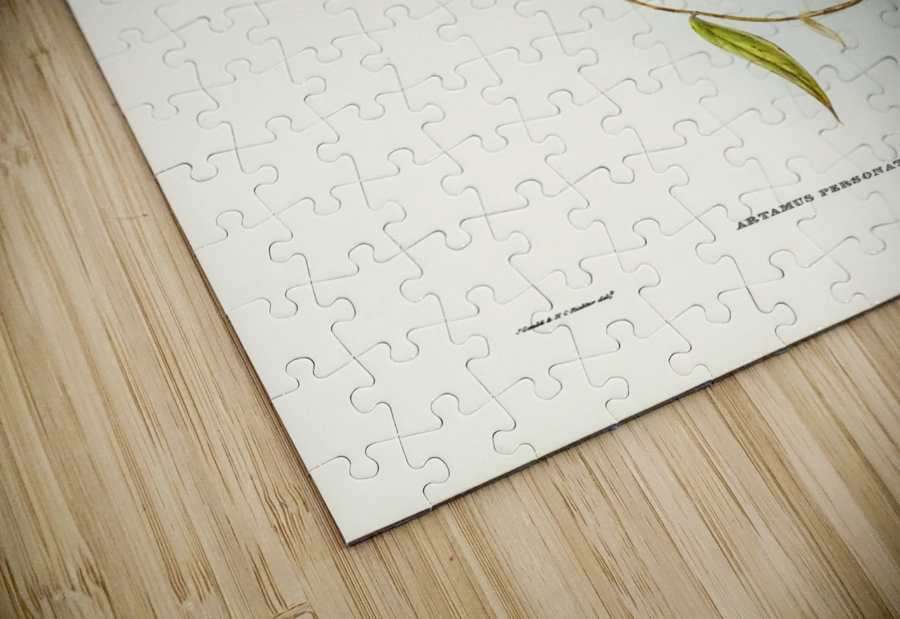 Masked Wood Swallow Artamus personates Gould illustrated by Elizabeth Gould 1804–1841 for John Gould’s 1804-1881 Birds of Australia  IStockHistory com Puzzle