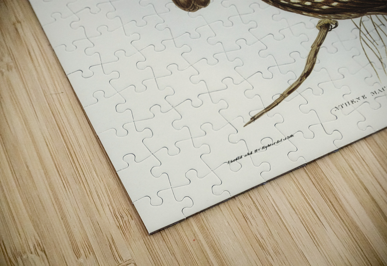 Spotted Owl Athene maculate illustrated by Elizabeth Gould 1804–1841 for John Gould’s 1804-1881 Birds of Australia  IStockHistory com Puzzle