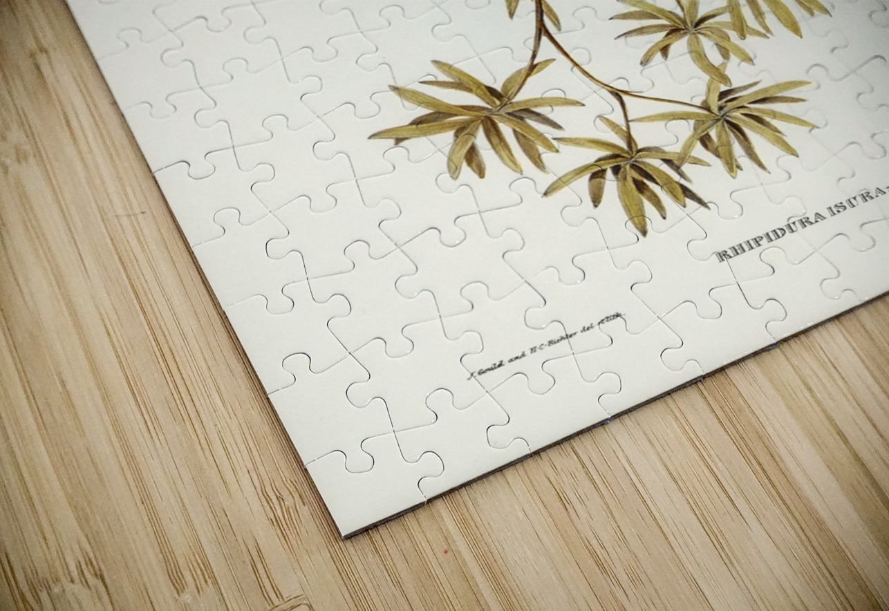 Northern Fantail Rhipidura isura illustrated by Elizabeth Gould 1804–1841 for John Gould’s 1804-1881 Birds of Australia  IStockHistory com Puzzle