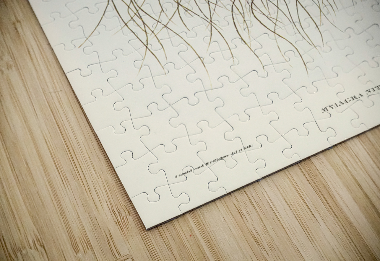 Shining Flycatcher Myiagra nitida illustrated by Elizabeth Gould 1804–1841 for John Gould’s 1804-1881 Birds of Australia  IStockHistory com Puzzle