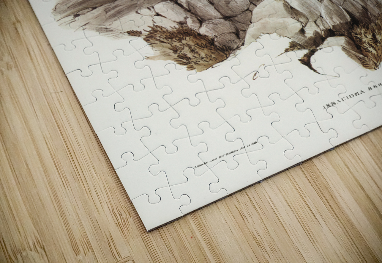 Brown Hawk Ieracidea Berigora illustrated by Elizabeth Gould 1804–1841 for John Gould’s 1804-1881 Birds of Australia  IStockHistory com Puzzle