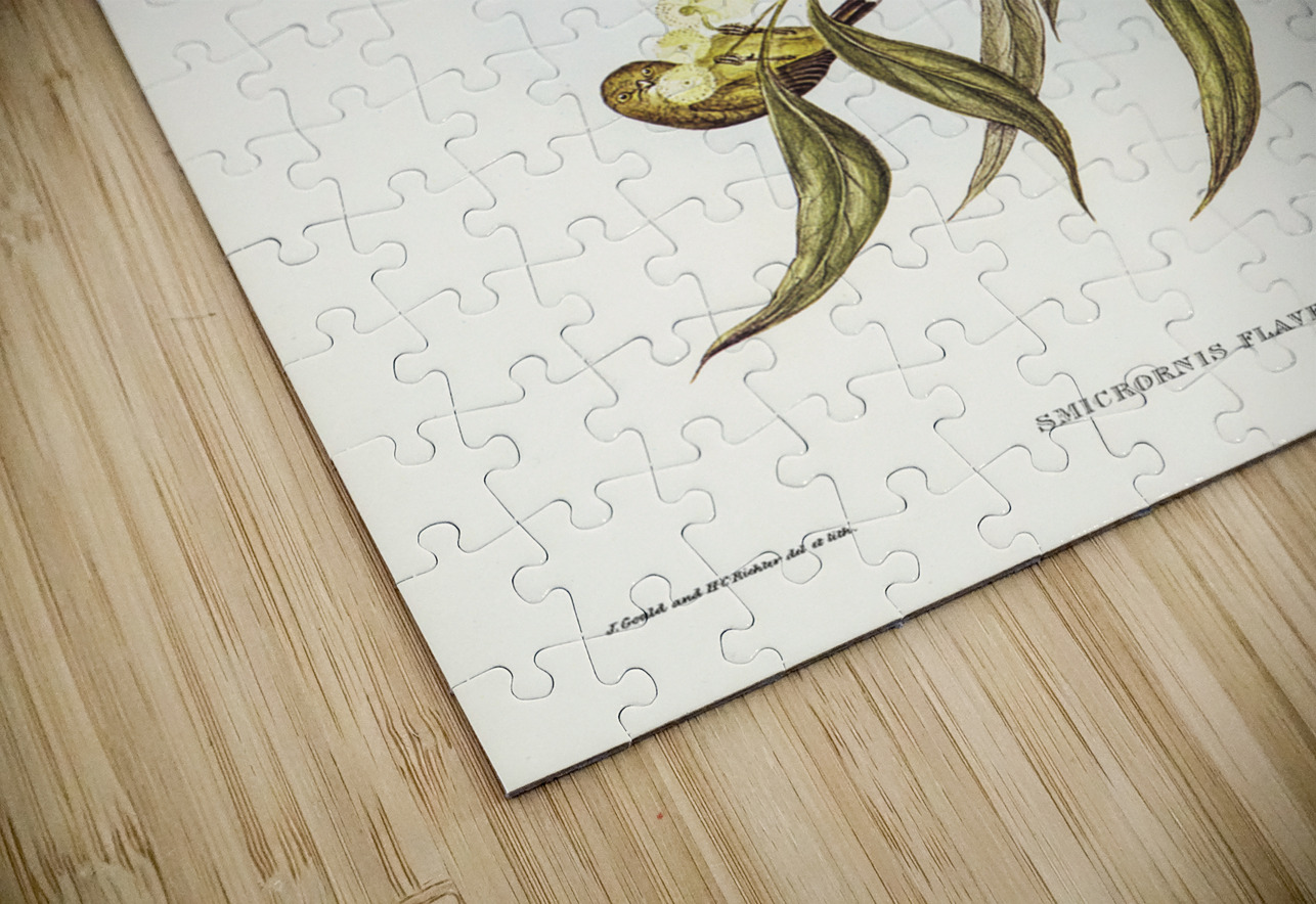 Yellow Weebill Smicrornis flavescens illustrated by Elizabeth Gould 1804–1841 for John Gould’s 1804-1881 Birds of Australia  IStockHistory com Puzzle