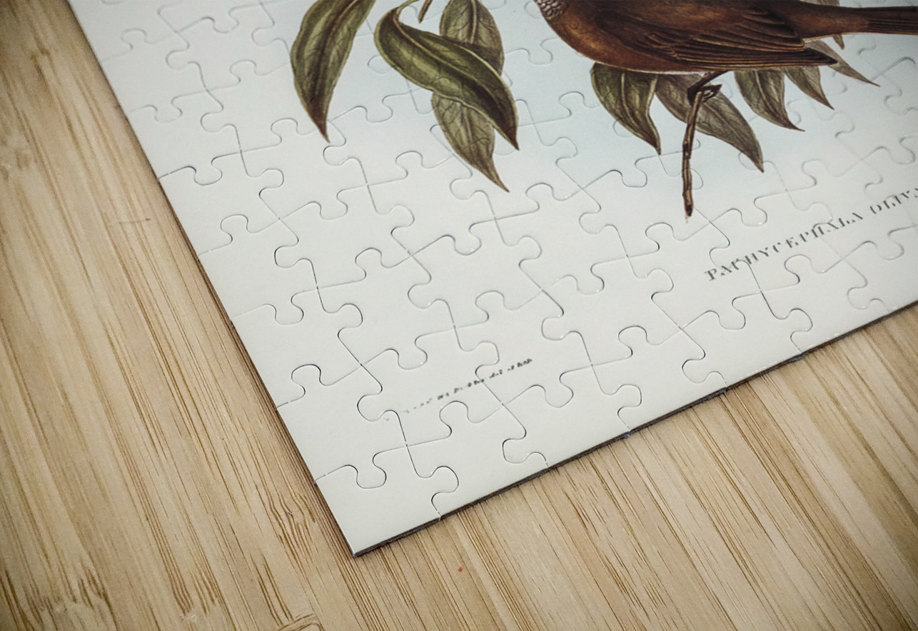 Olivaceous Pachycephala Pachycephala olivacea Vig&Horsf illustrated by Elizabeth Gould 1804–1841 for John Gould’s 1804-1881 Birds of Australia  IStockHistory com Puzzle