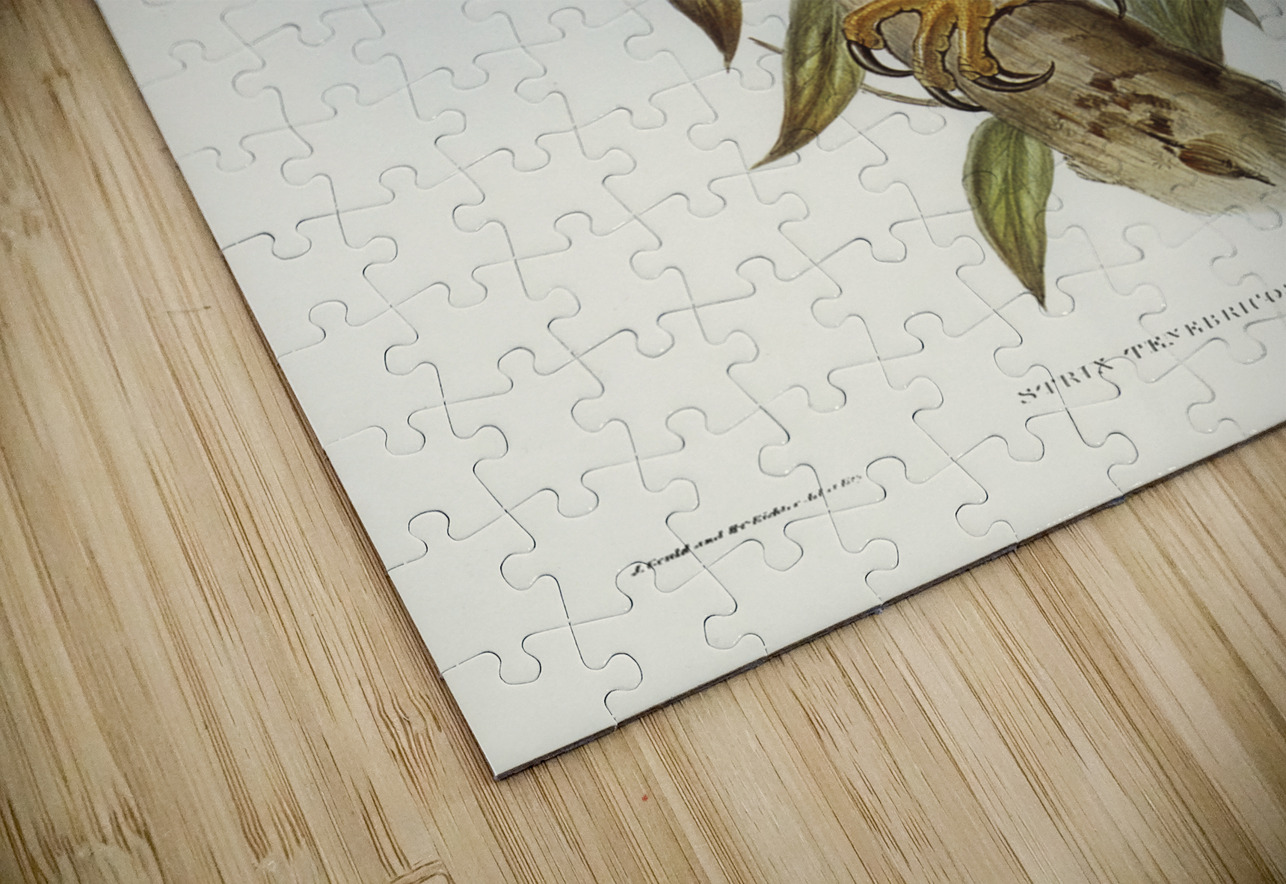 Sooty Owl Strix tenebricosus Gould illustrated by Elizabeth Gould 1804–1841 for John Gould’s 1804-1881 Birds of Australia  IStockHistory com Puzzle