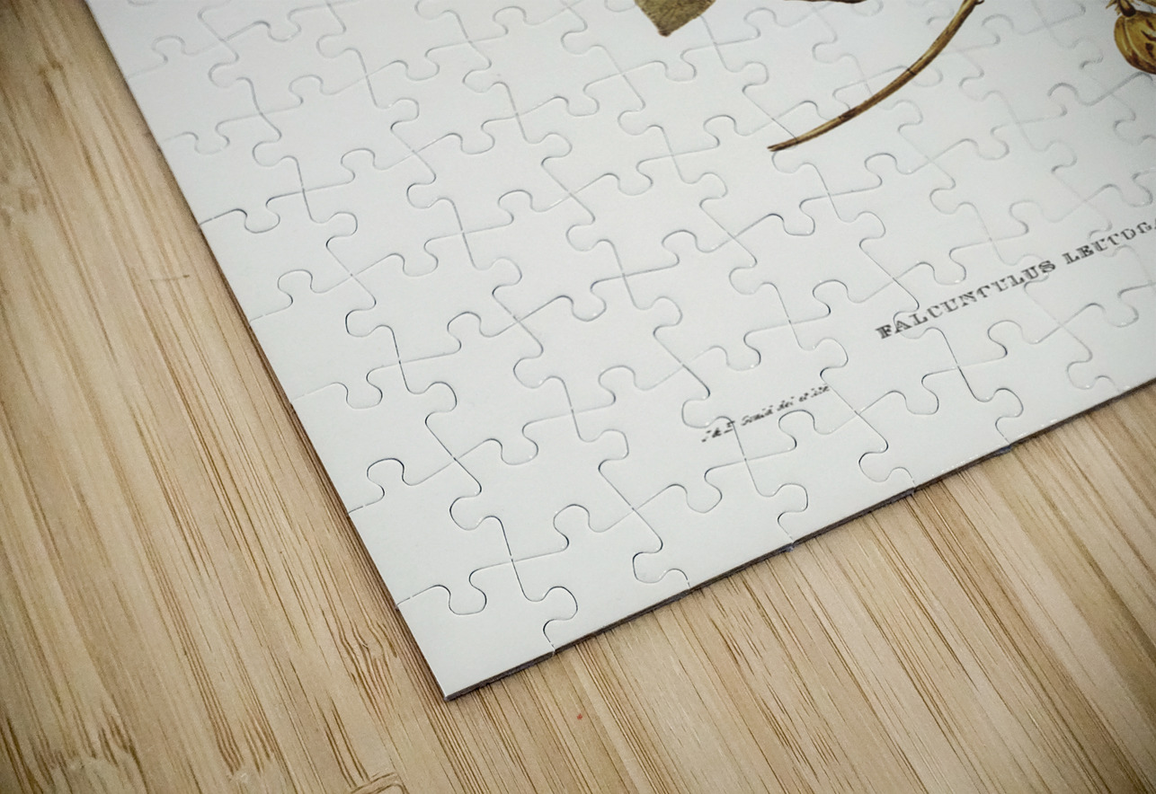 White-bellied Shrike-Tit Falcunculus leucogaster illustrated by Elizabeth Gould 1804–1841 for John Gould’s 1804-1881 Birds of Australia  IStockHistory com Puzzle