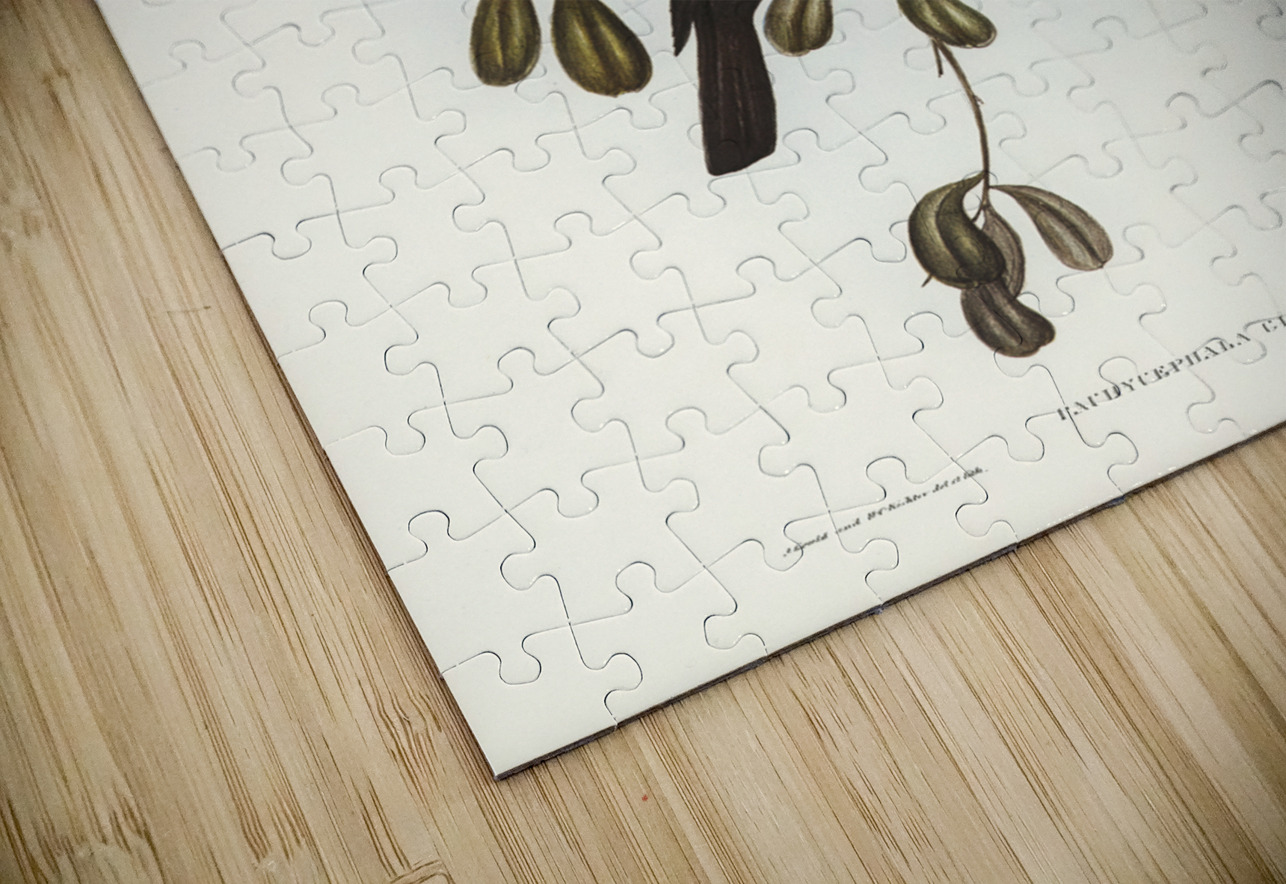 Grey-tailed Pachycephala Pachycephala glaucura illustrated by Elizabeth Gould 1804–1841 for John Gould’s 1804-1881 Birds of Australia  IStockHistory com Puzzle