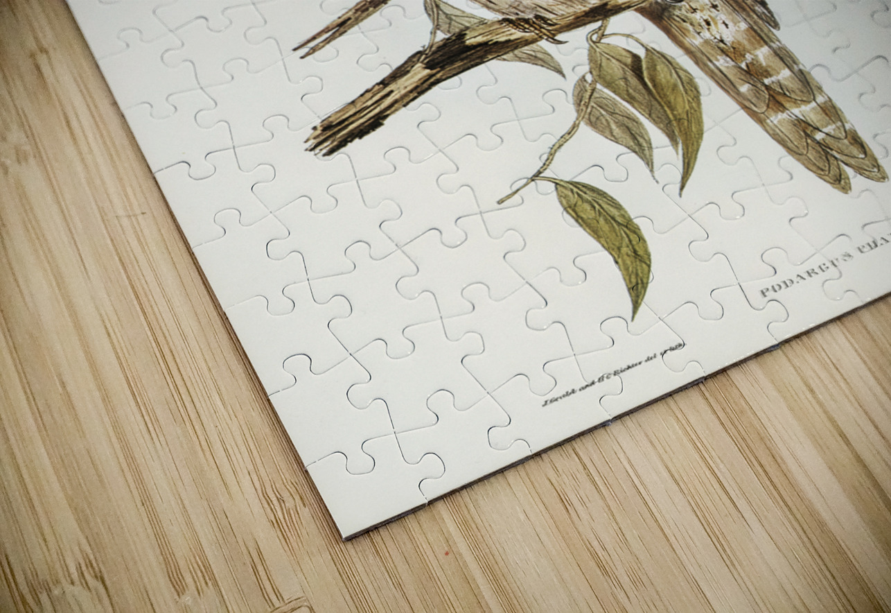 Podargus Phalaenoides and Moth-plumaged Podargus Gould Iillustrated by Elizabeth Gould 1804–1841 for John Gould’s 1804-1881 Birds of Australia  IStockHistory com Puzzle