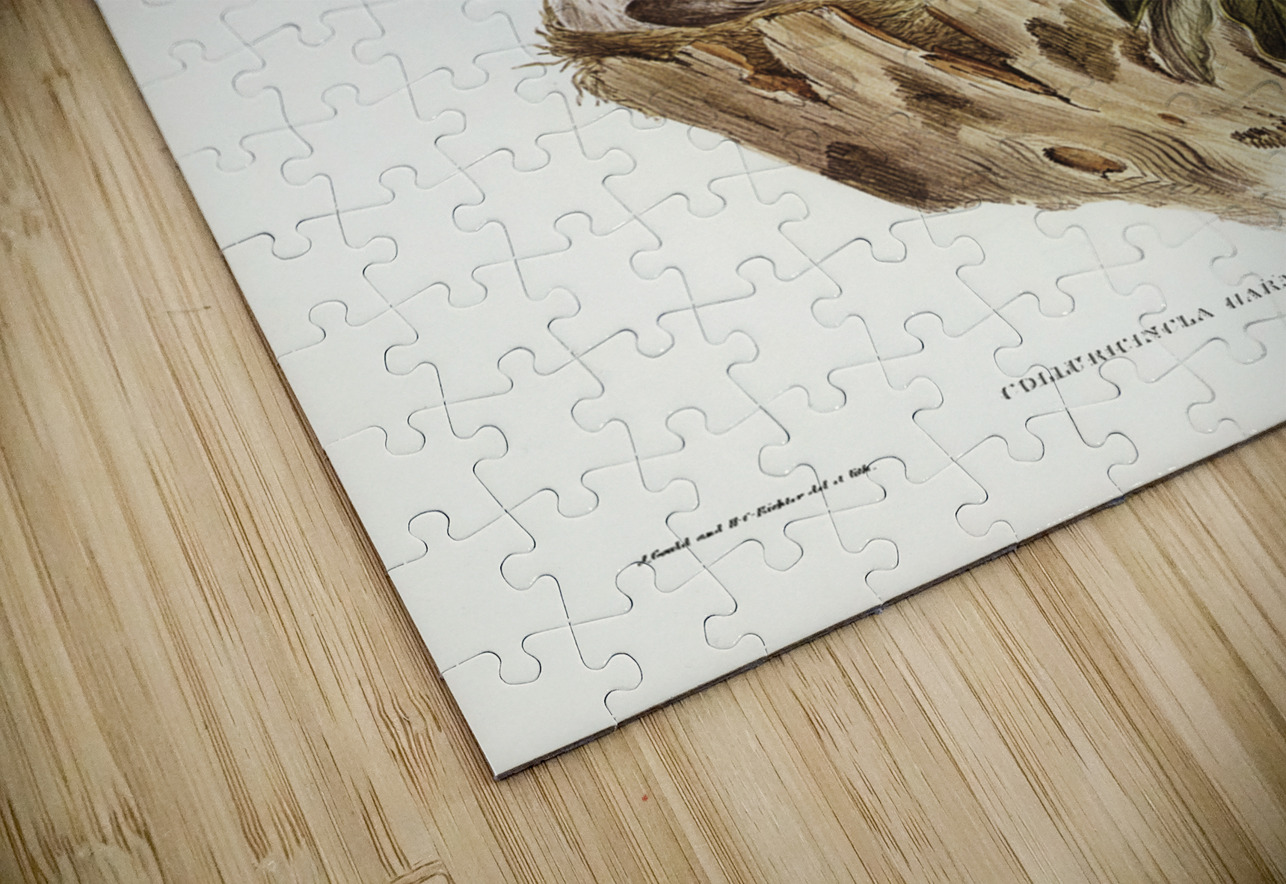 Harmonious Colluricincla Colluricincla harmonica illustrated by Elizabeth Gould 1804–1841 for John Gould’s 1804-1881 Birds of Australia  IStockHistory com Puzzle