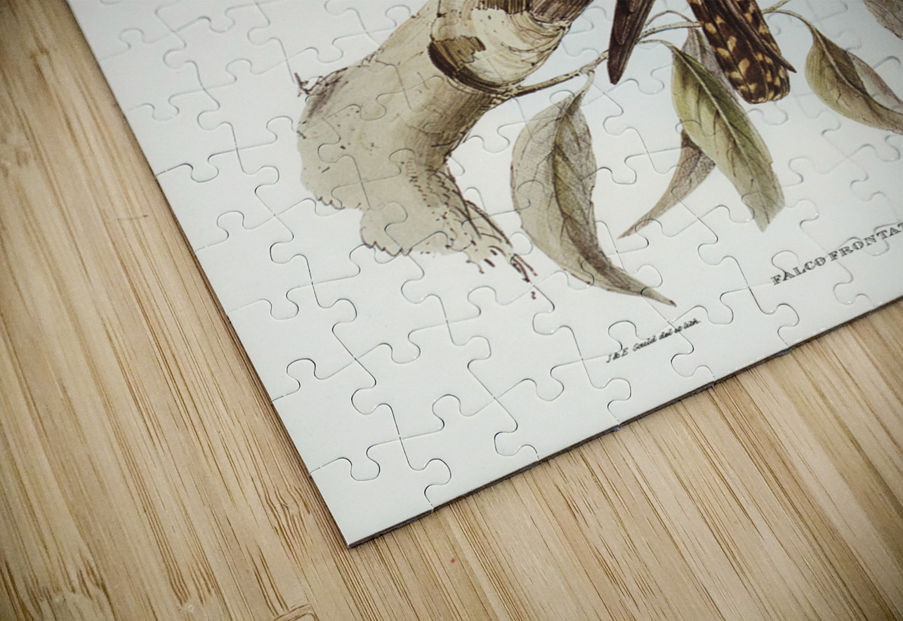 Falcon illustrated by Elizabeth Gould 1804–1841 for John Gould’s 1804-1881 Birds of Australia  IStockHistory com Puzzle