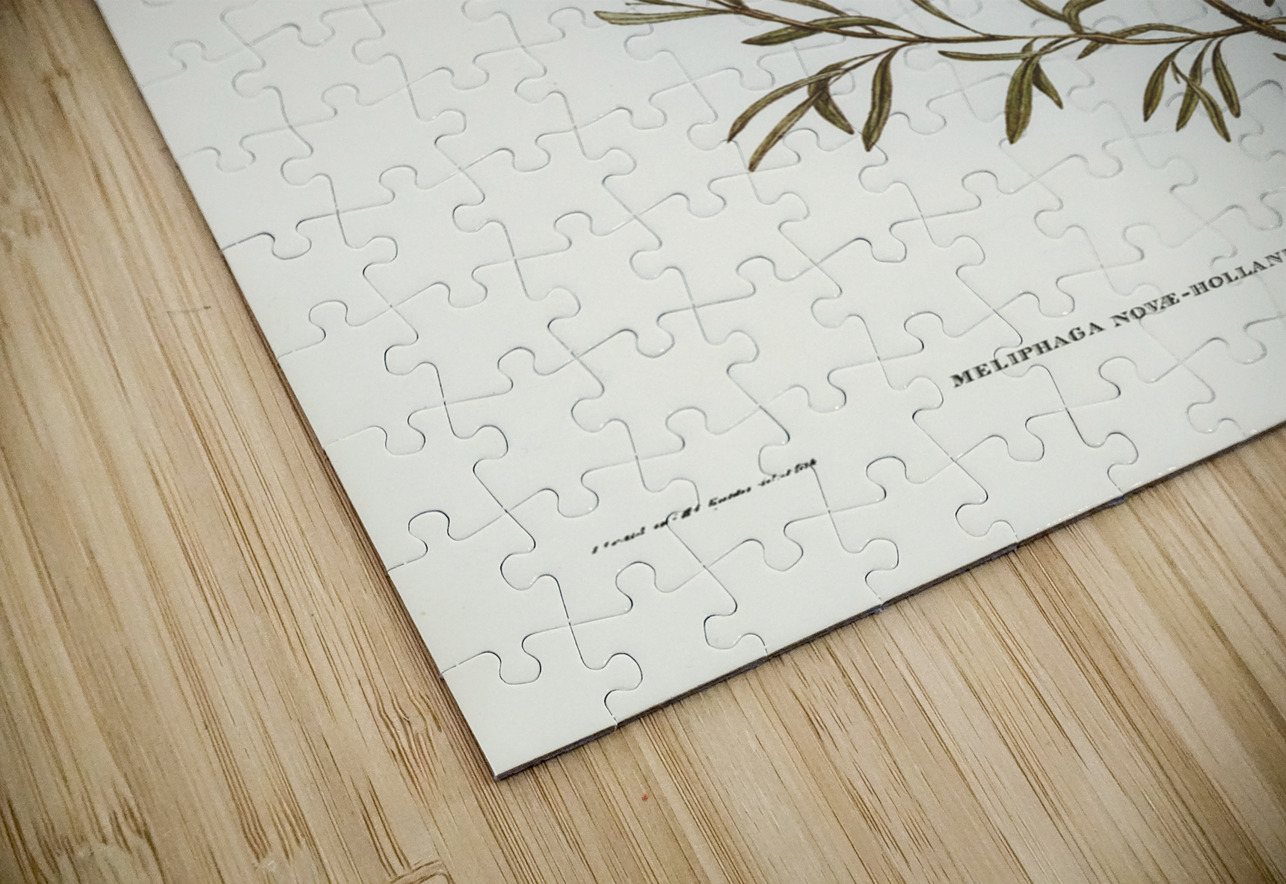 New Holland Honey-eaterillustrated by Elizabeth Gould 1804–1841 for John Gould’s 1804-1881 Birds of Australia  IStockHistory com Puzzle