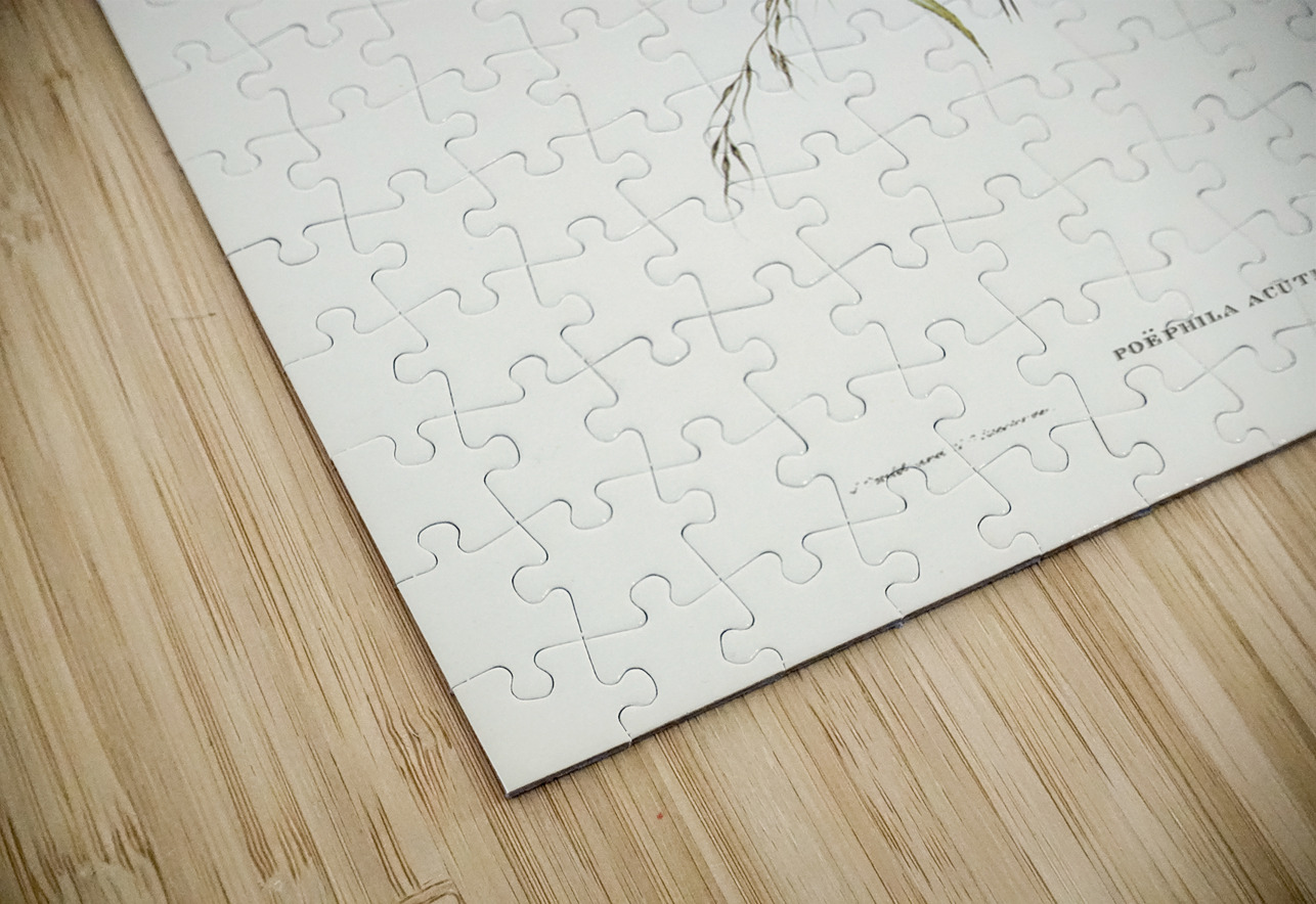 Yellow-breasted Robin Eopsaltria Australis illustrated by Elizabeth Gould 1804–1841 for John Gould’s 1804-1881 Birds of Australia  IStockHistory com Puzzle