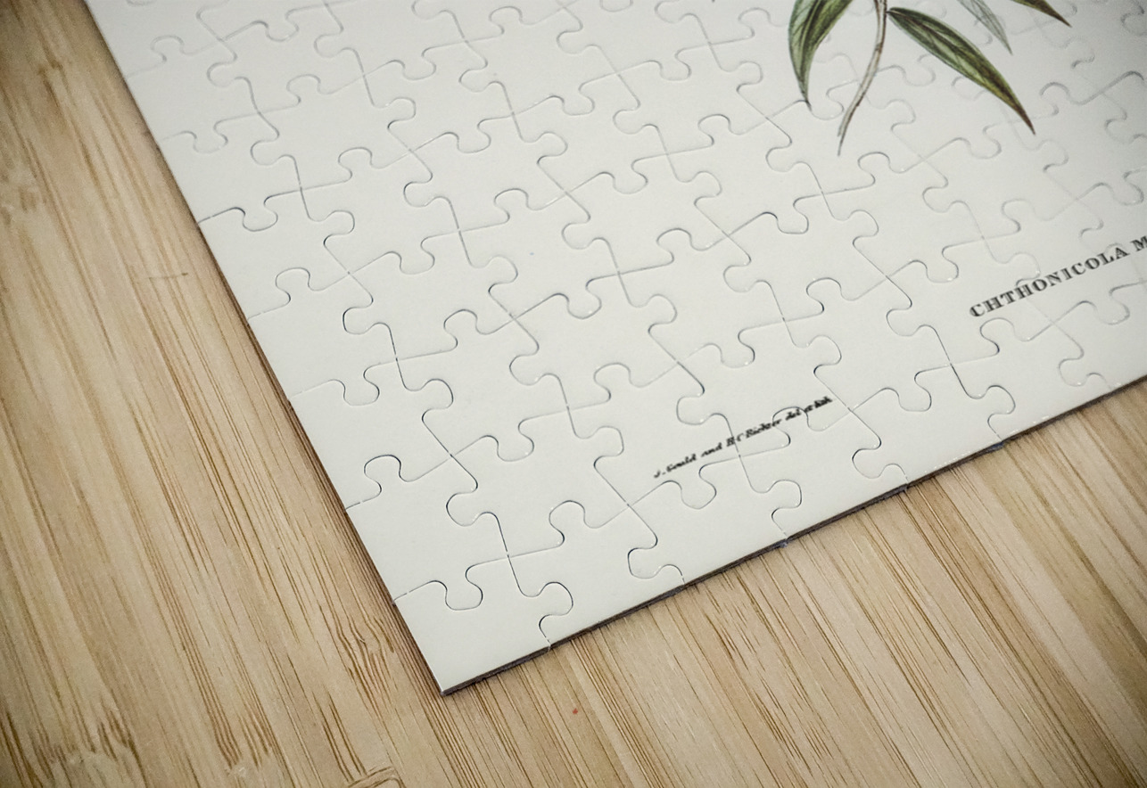 Little chthonicola chthonicola minima illustrated by Elizabeth Gould 1804–1841 for John Gould’s 1804-1881 Birds of Australia  IStockHistory com Puzzle