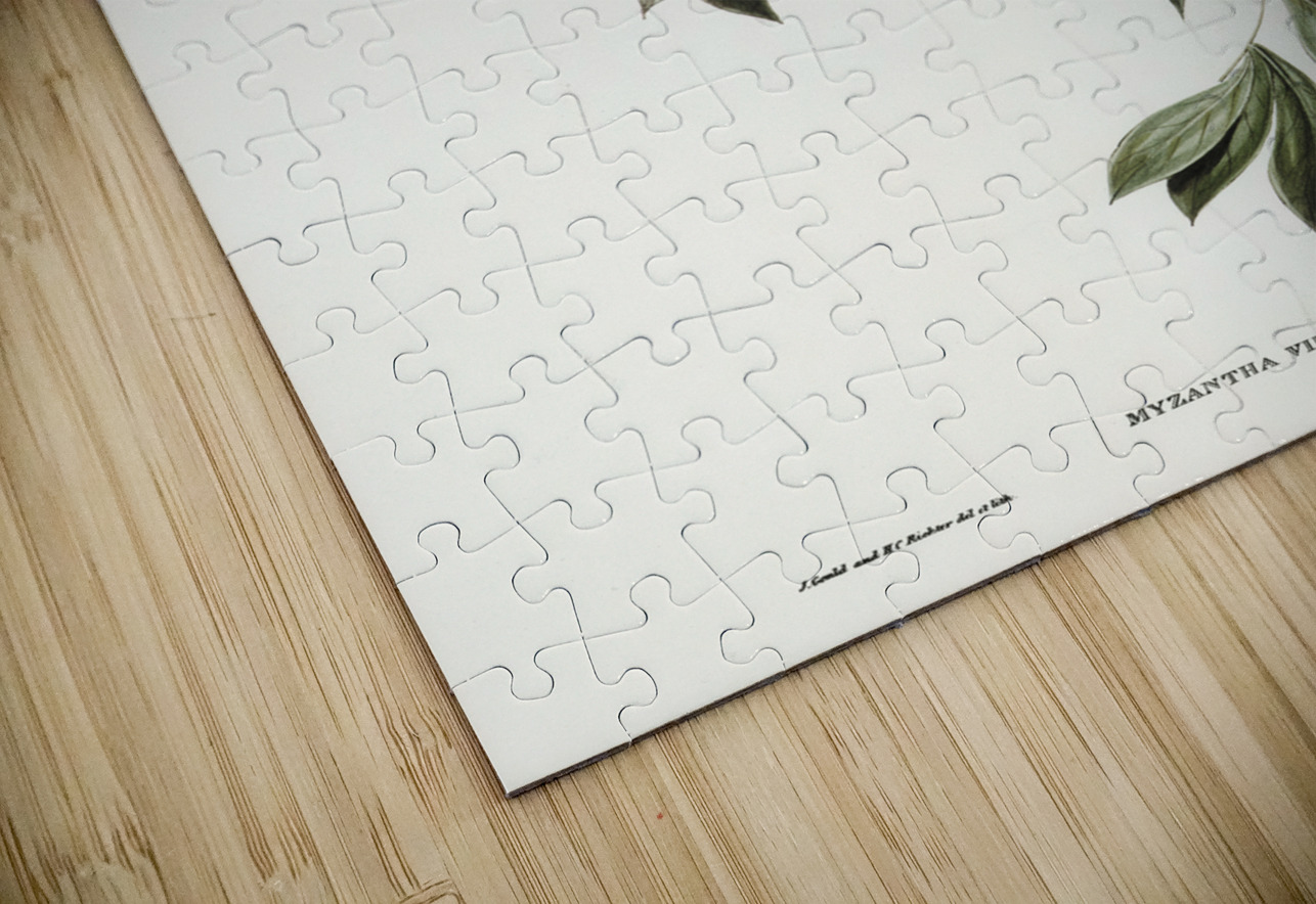 Australian Bell Bird Myzantha melanophrys illustrated by Elizabeth Gould 1804–1841 for John Gould’s 1804-1881 Birds of Australia  IStockHistory com Puzzle