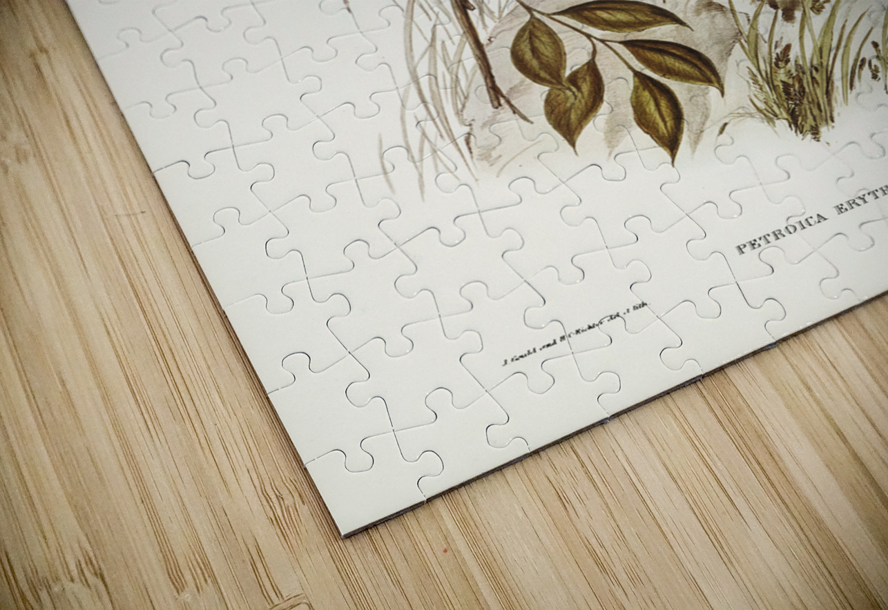 Norfolk Island Robin Petroica erythrogastra illustrated by Elizabeth Gould 1804–1841 for John Gould’s 1804-1881 Birds of Australia  IStockHistory com Puzzle