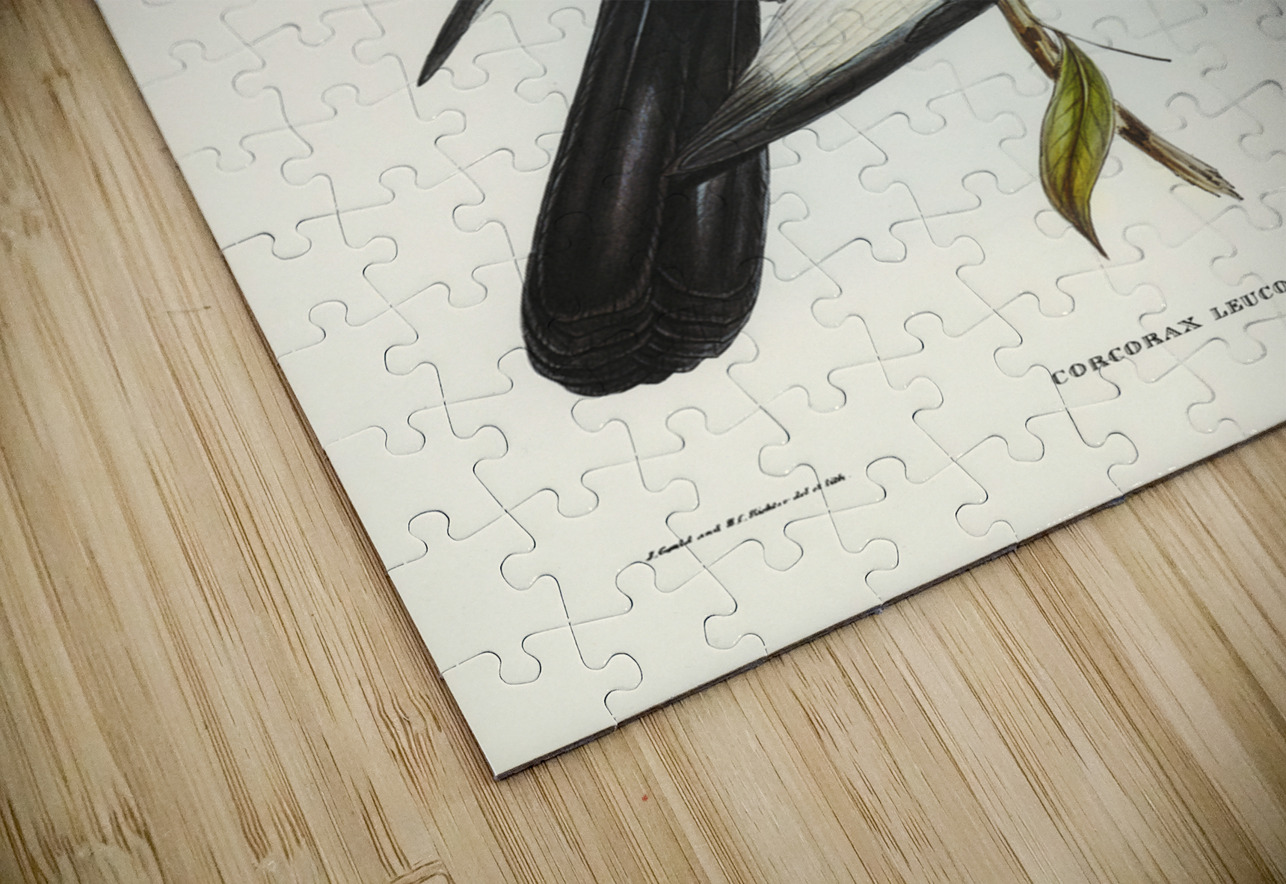 White-winged Chough Corcorax leucopterus illustrated by Elizabeth Gould 1804–1841 for John Gould’s 1804-1881 Birds of Australia  IStockHistory com Puzzle