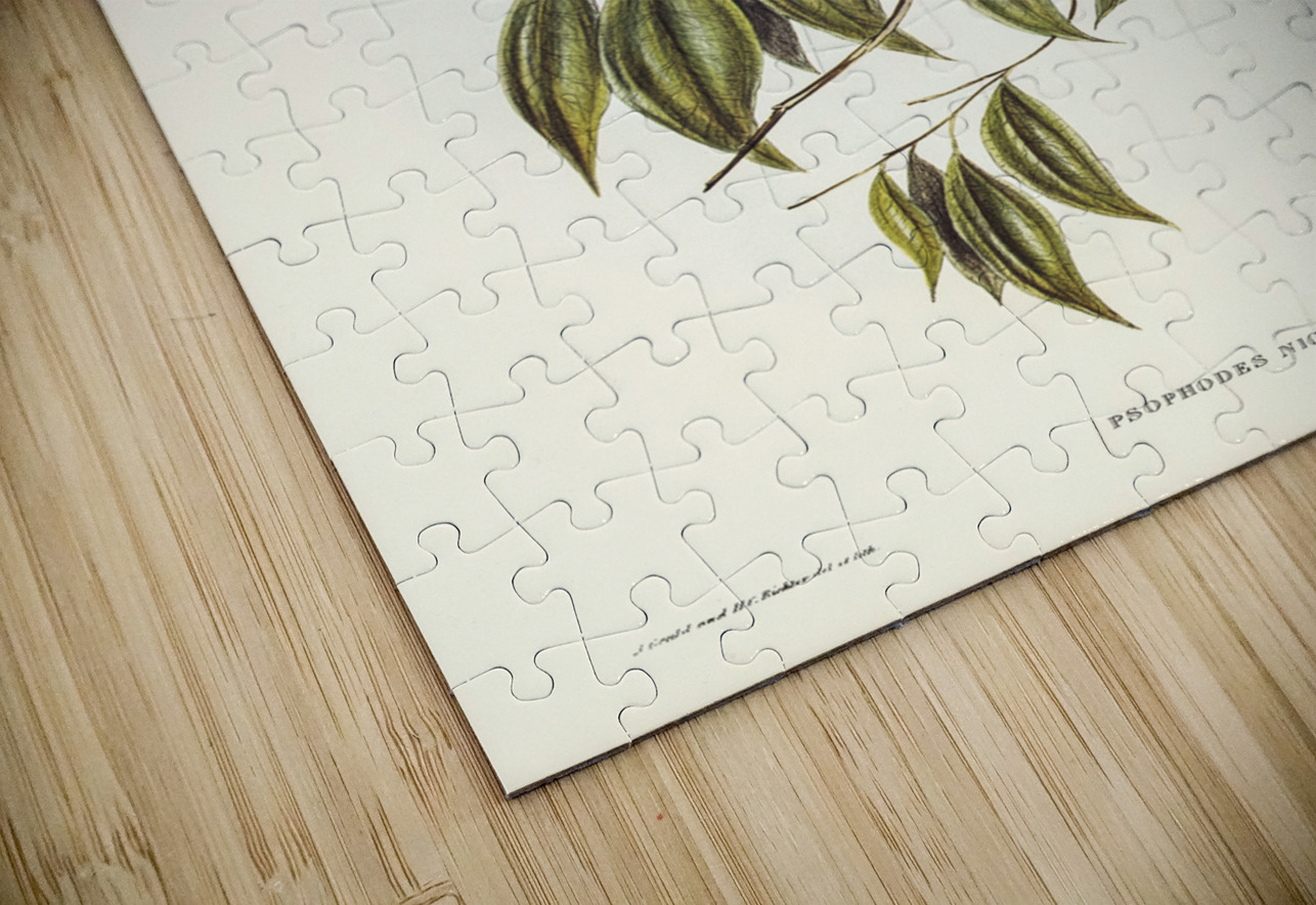 Black-throated Psophodes Psophodes nigrogularis illustrated by Elizabeth Gould 1804–1841 for John Gould’s 1804-1881 Birds of Australia  IStockHistory com Puzzle