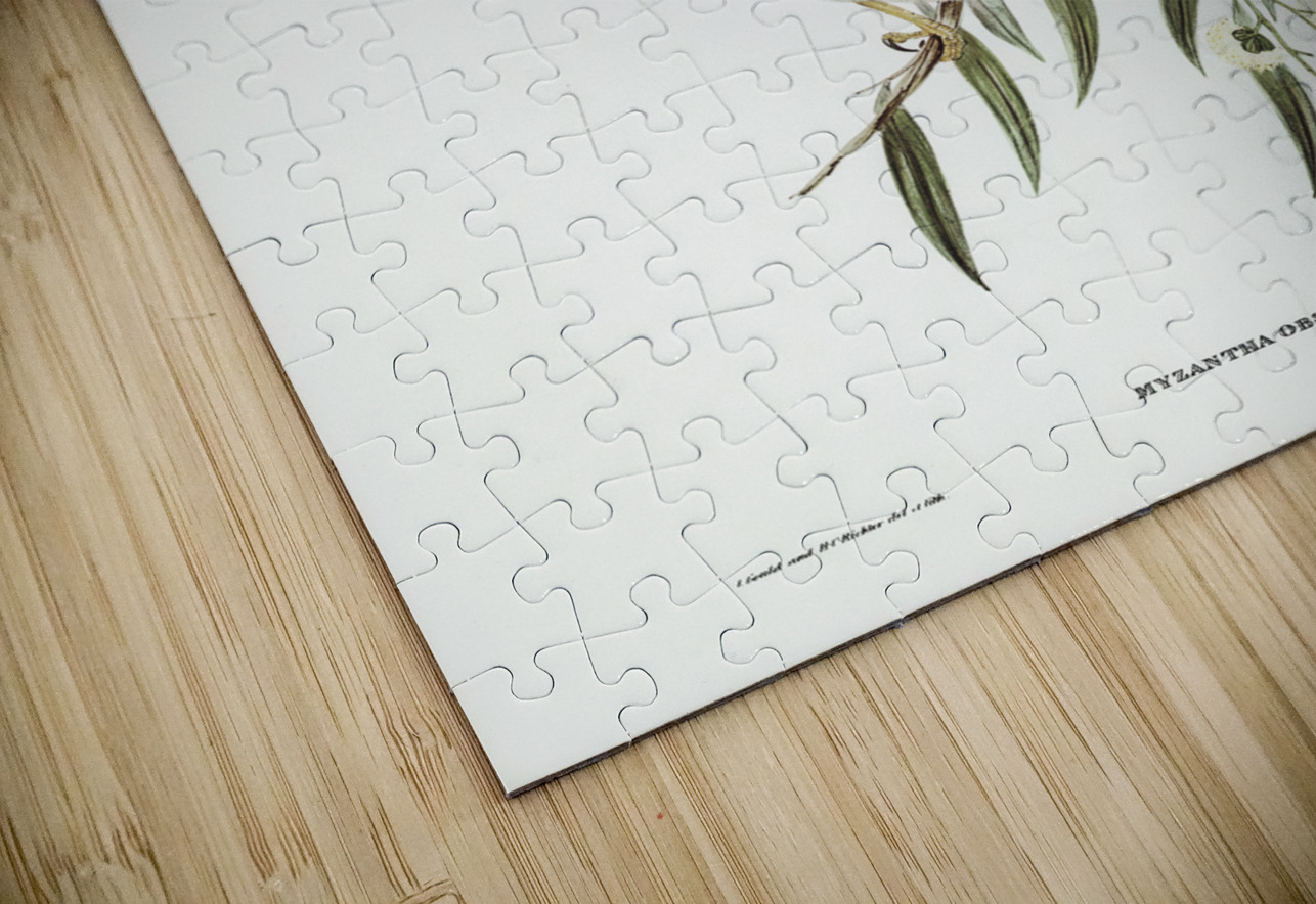 Black-throated Psophodes Psophodes nigrogularis illustrated by Elizabeth Gould 1804–1841 for John Gould’s 1804-1881 Birds of Australia  IStockHistory com Puzzle