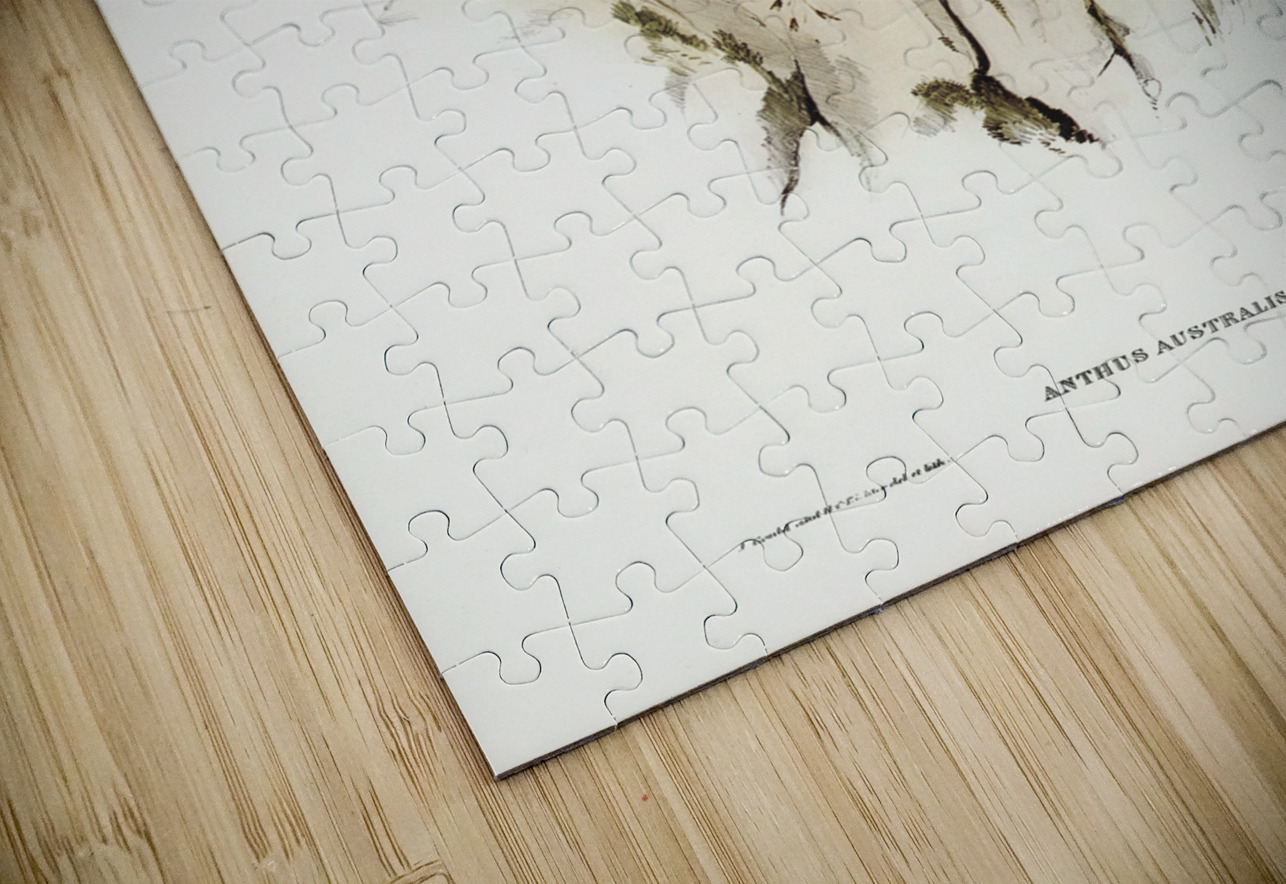 Australian Pipit Anthus Australis illustrated by Elizabeth Gould 1804–1841 for John Gould’s 1804-1881 Birds of Australia  IStockHistory com Puzzle