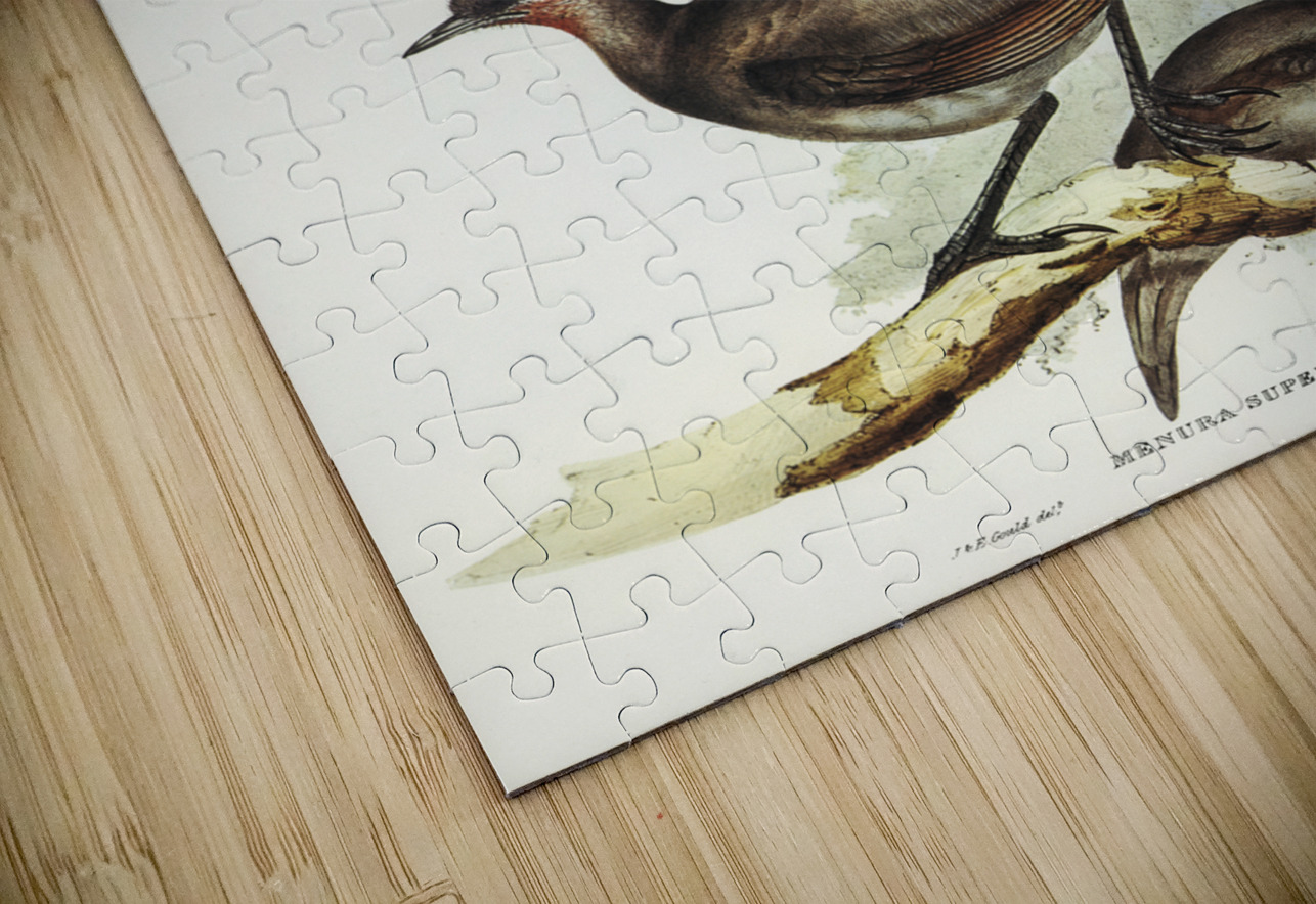 Lyre Bird Menura superba illustrated by Elizabeth Gould 1804–1841 for John Gould’s 1804-1881 Birds of Australia  IStockHistory com Puzzle